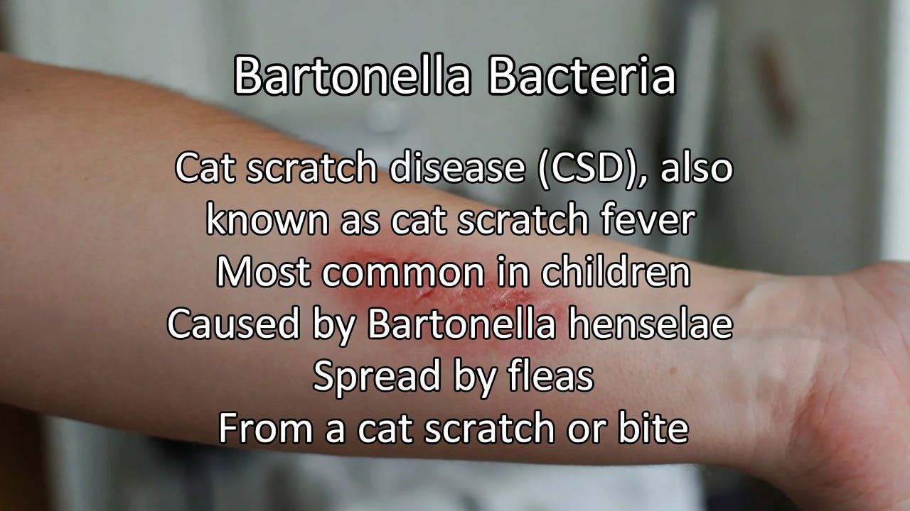 cat scratching fever