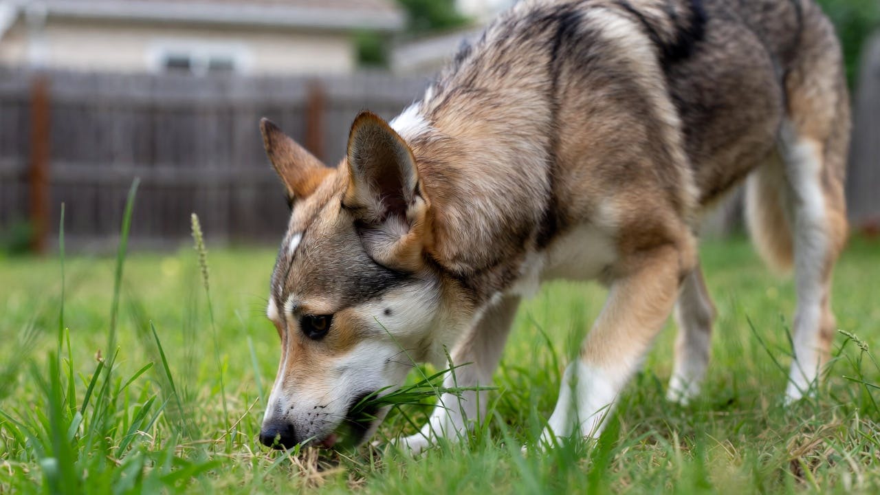 A dog grazing on fresh green grass in a backyard.