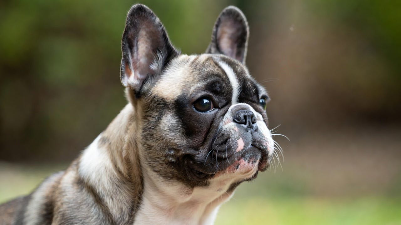 A vibrant French Bulldog showing healthy posture and clear breathing.