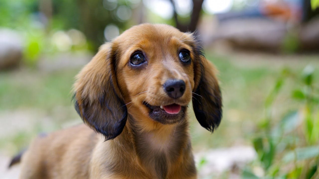 dachshund puppies