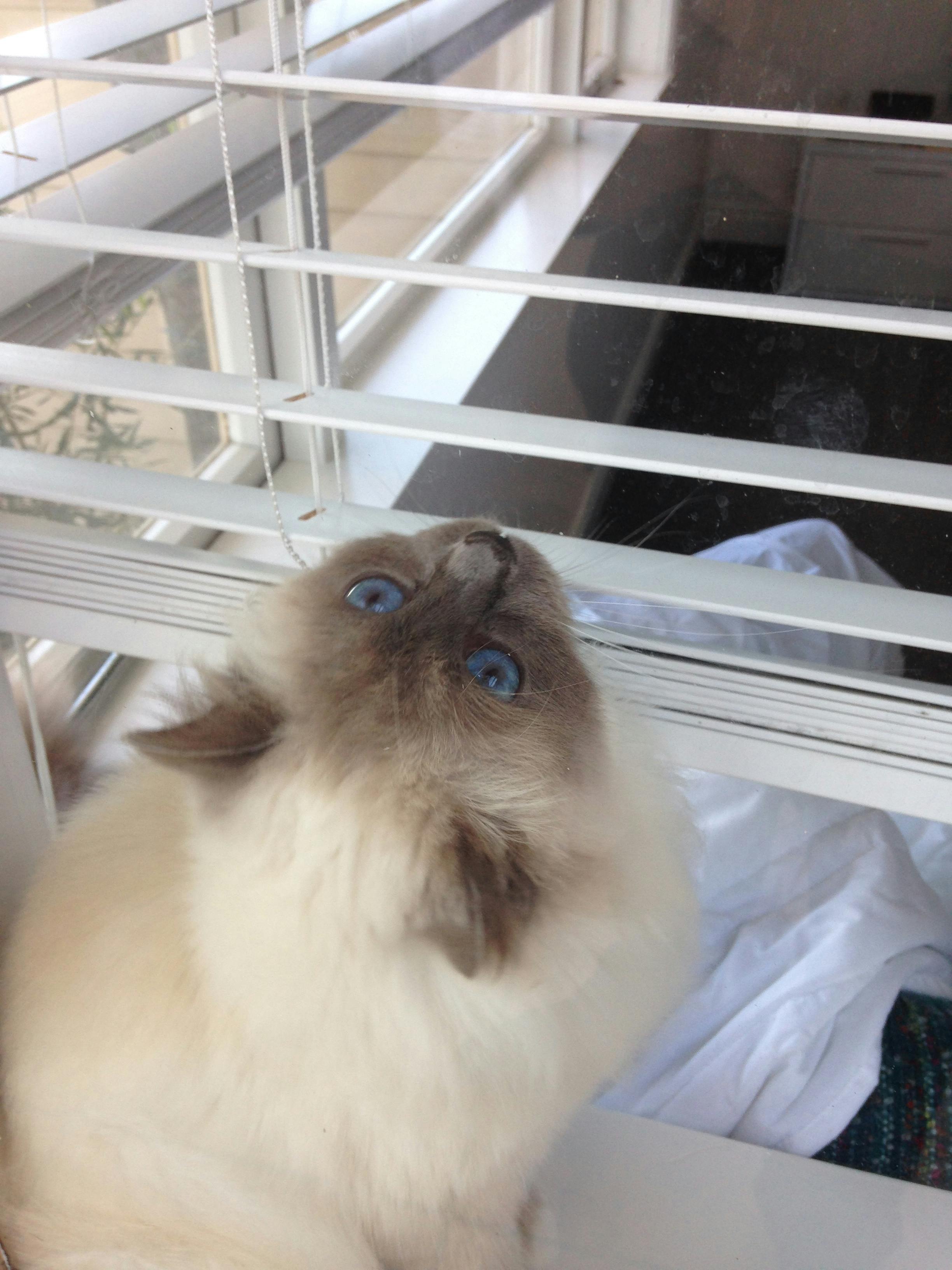 Venetian blinds nz