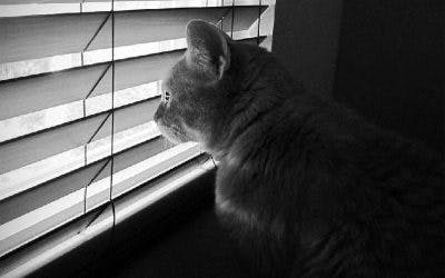 Venetian blinds Auckland