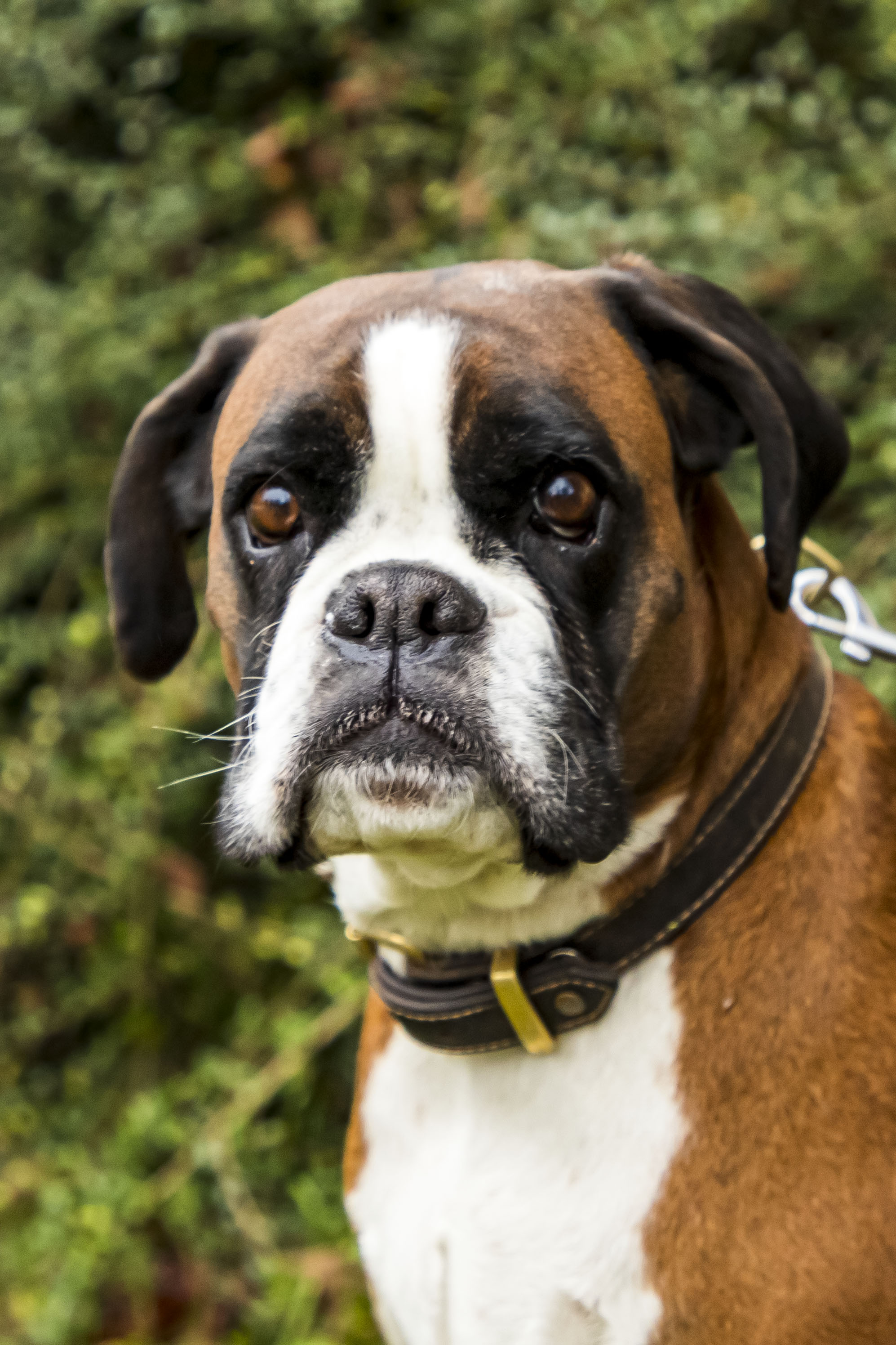 Boxer Hündin Beven im Portrait