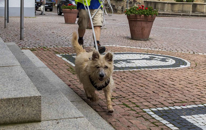 Cairn Terrier Mix Hündin Daisy in Aktion