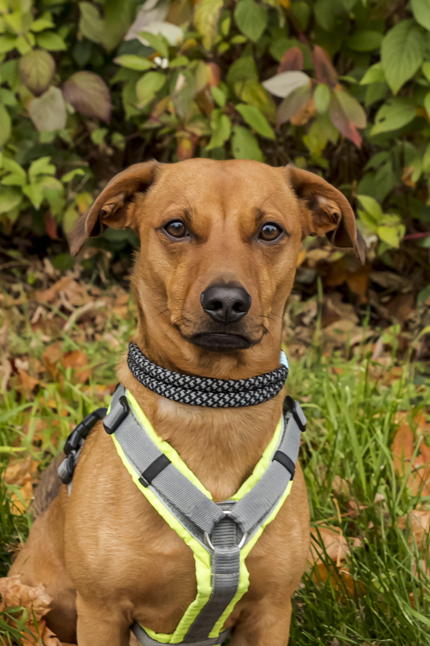 Dackel-Mix Bubi im Portrait