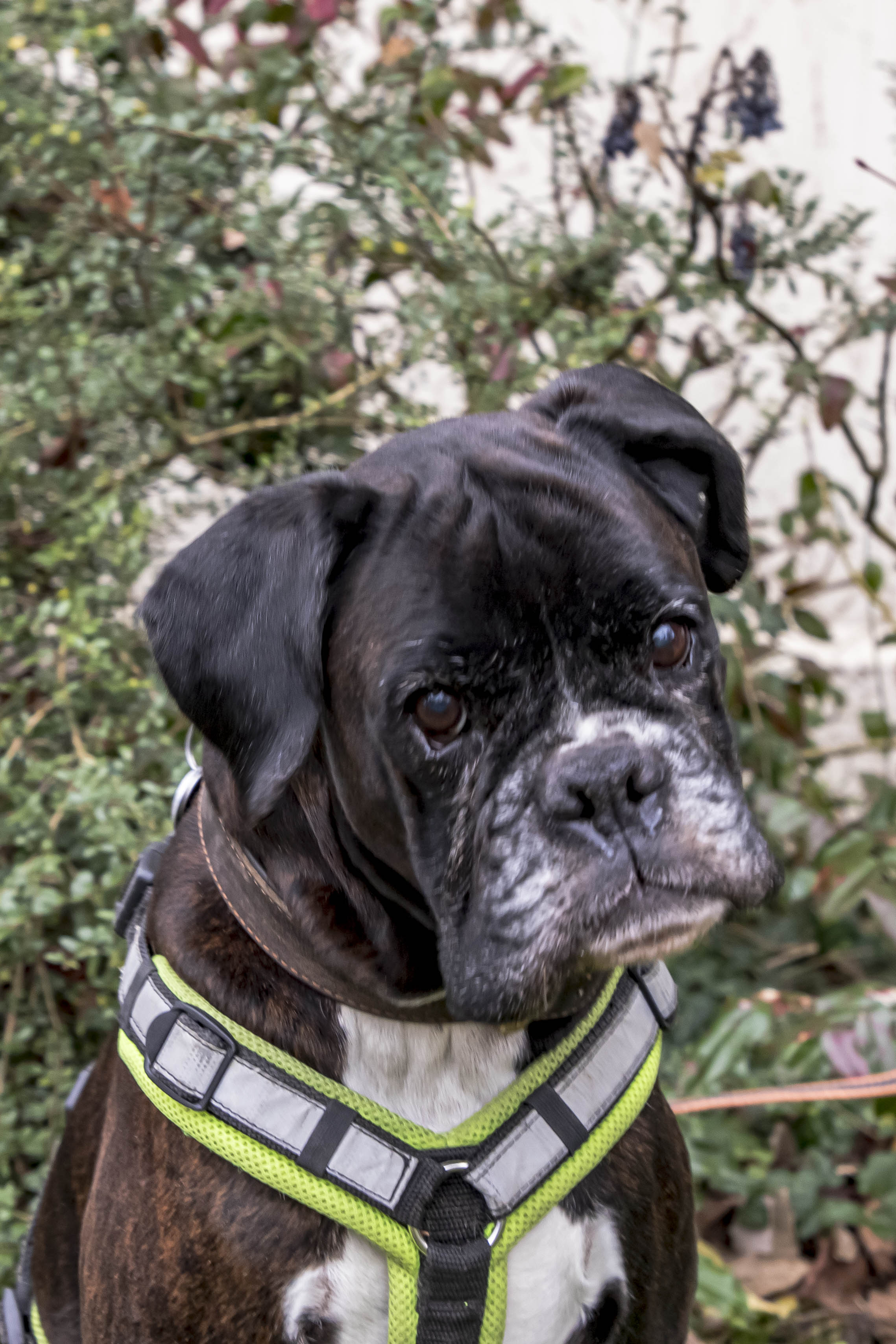 Boxer Hündin Hope im Portrait