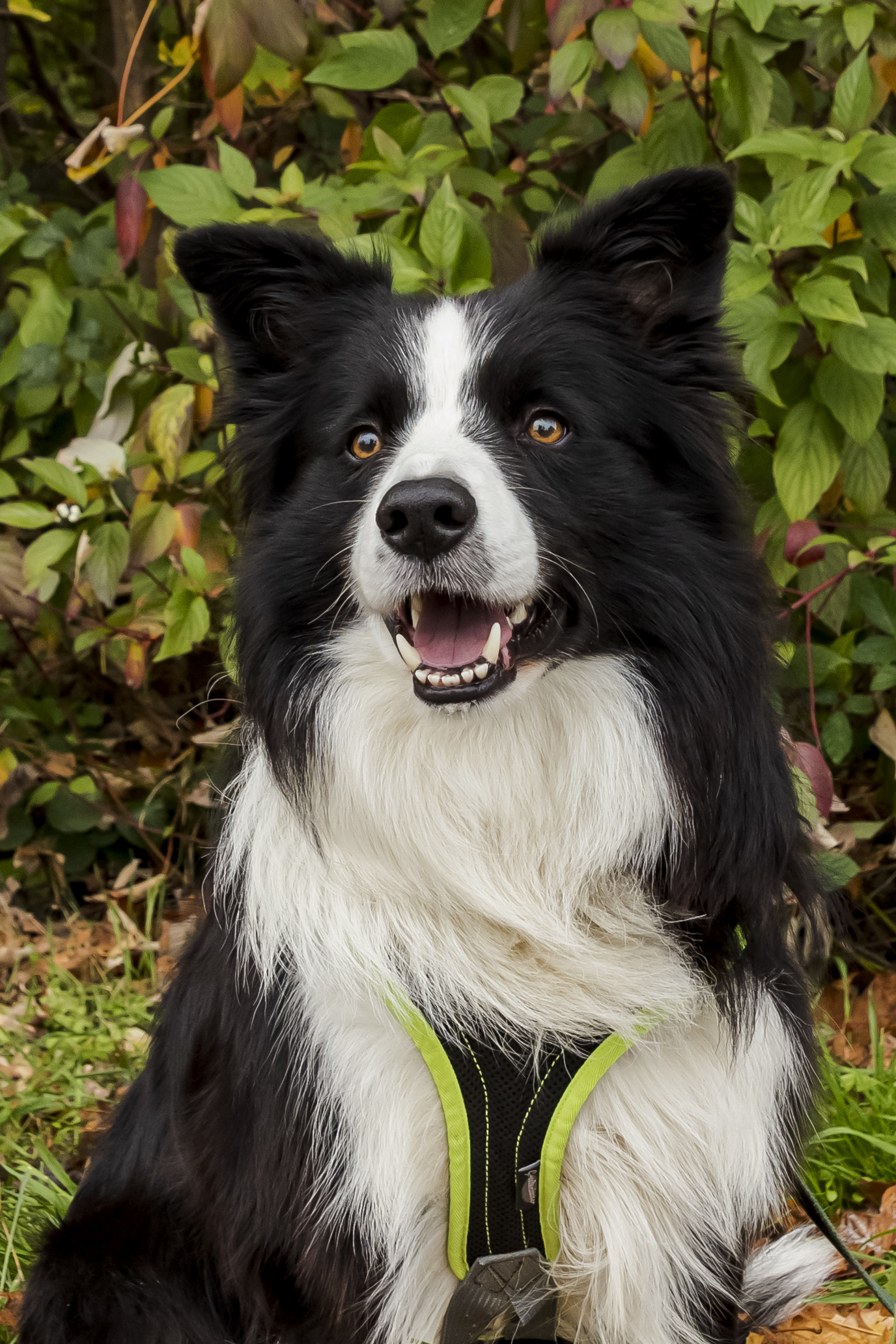 Border Collie Willi im Portrait
