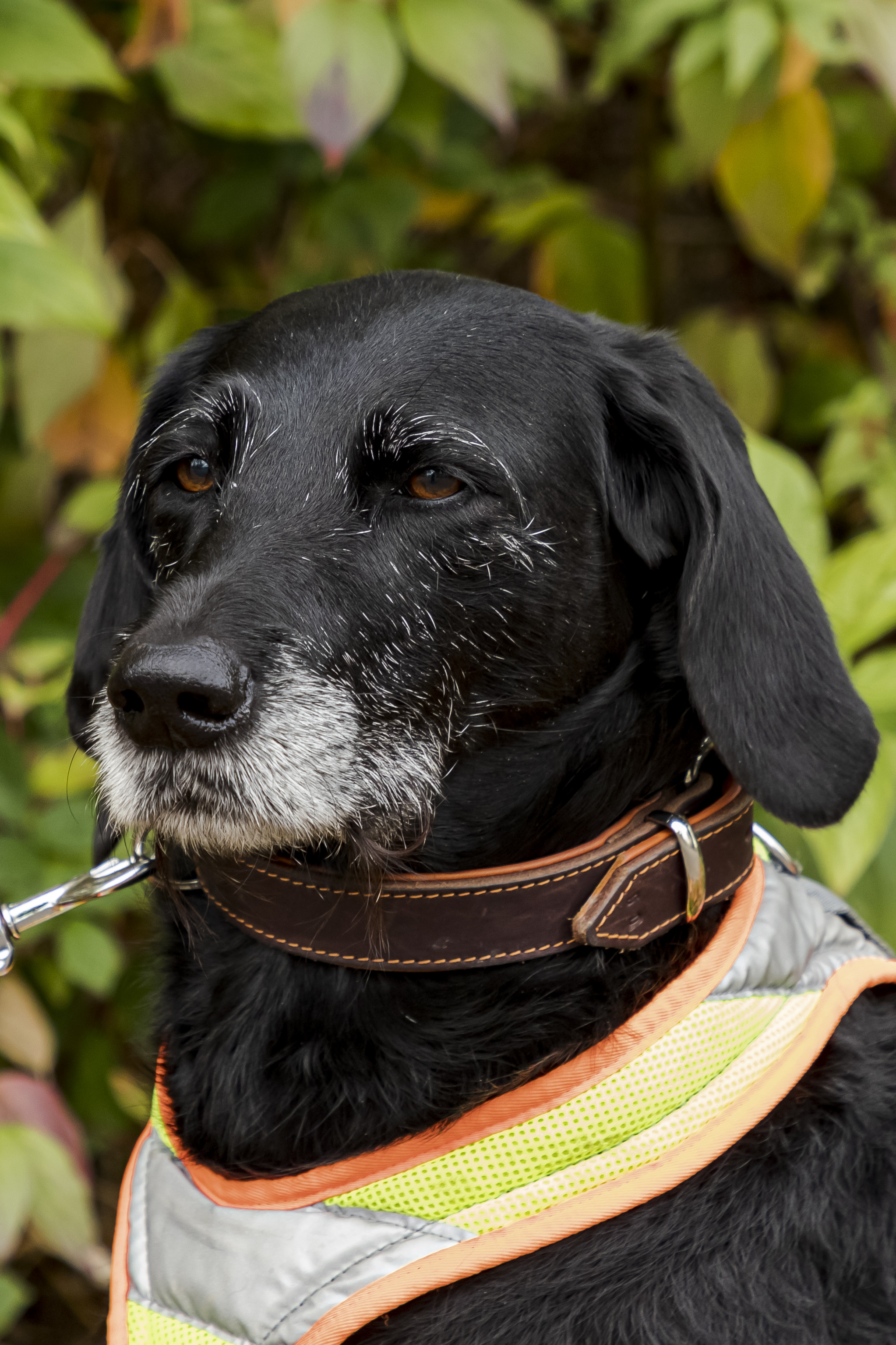 Deutsch Kurzhaar Doodle Hündin Lotte im Portrait