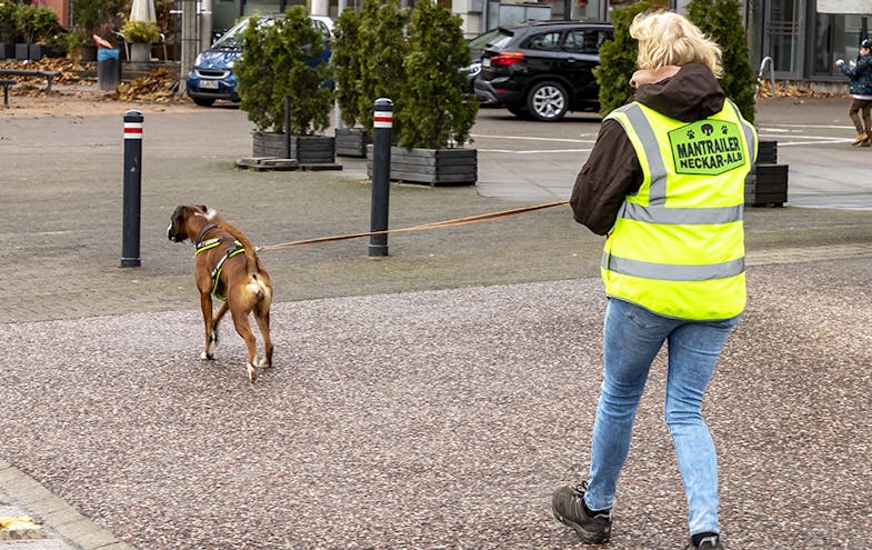 Boxer Hündin Beven in Aktion