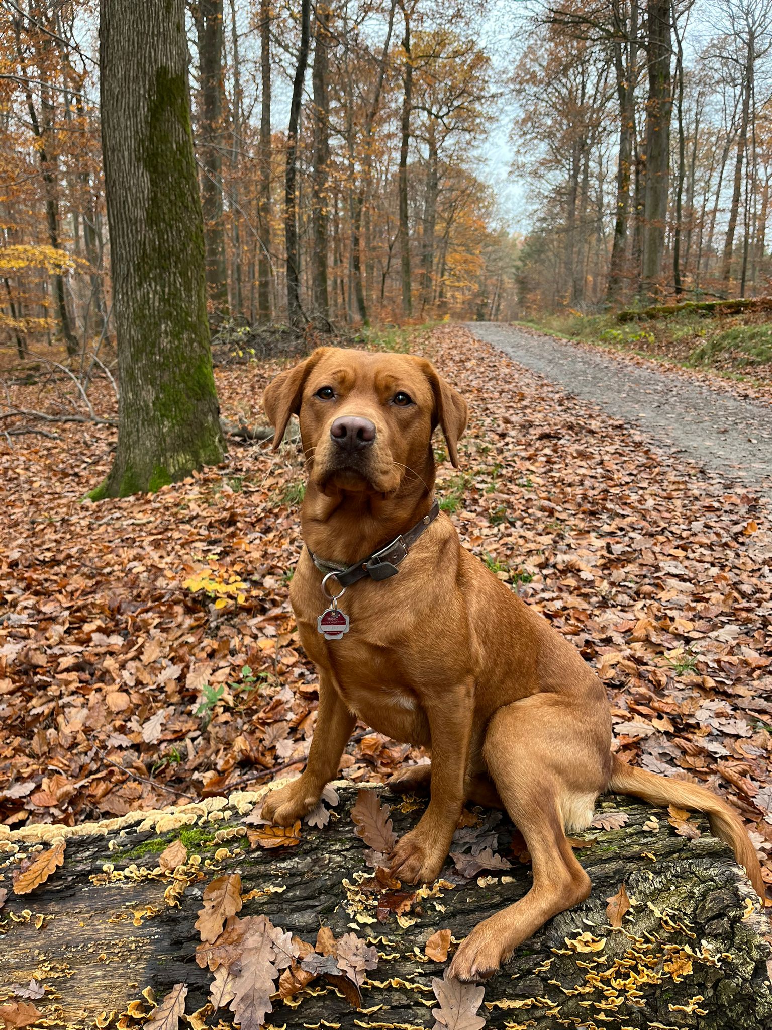Labrador Hündin Elly im Portrait
