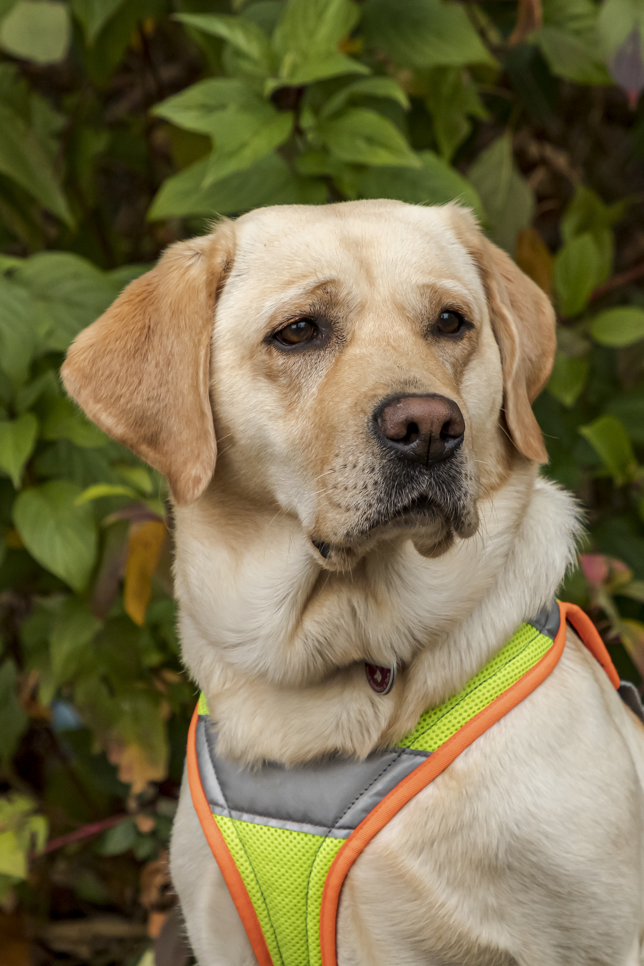 Labrador Hündin Benthe im Portrait