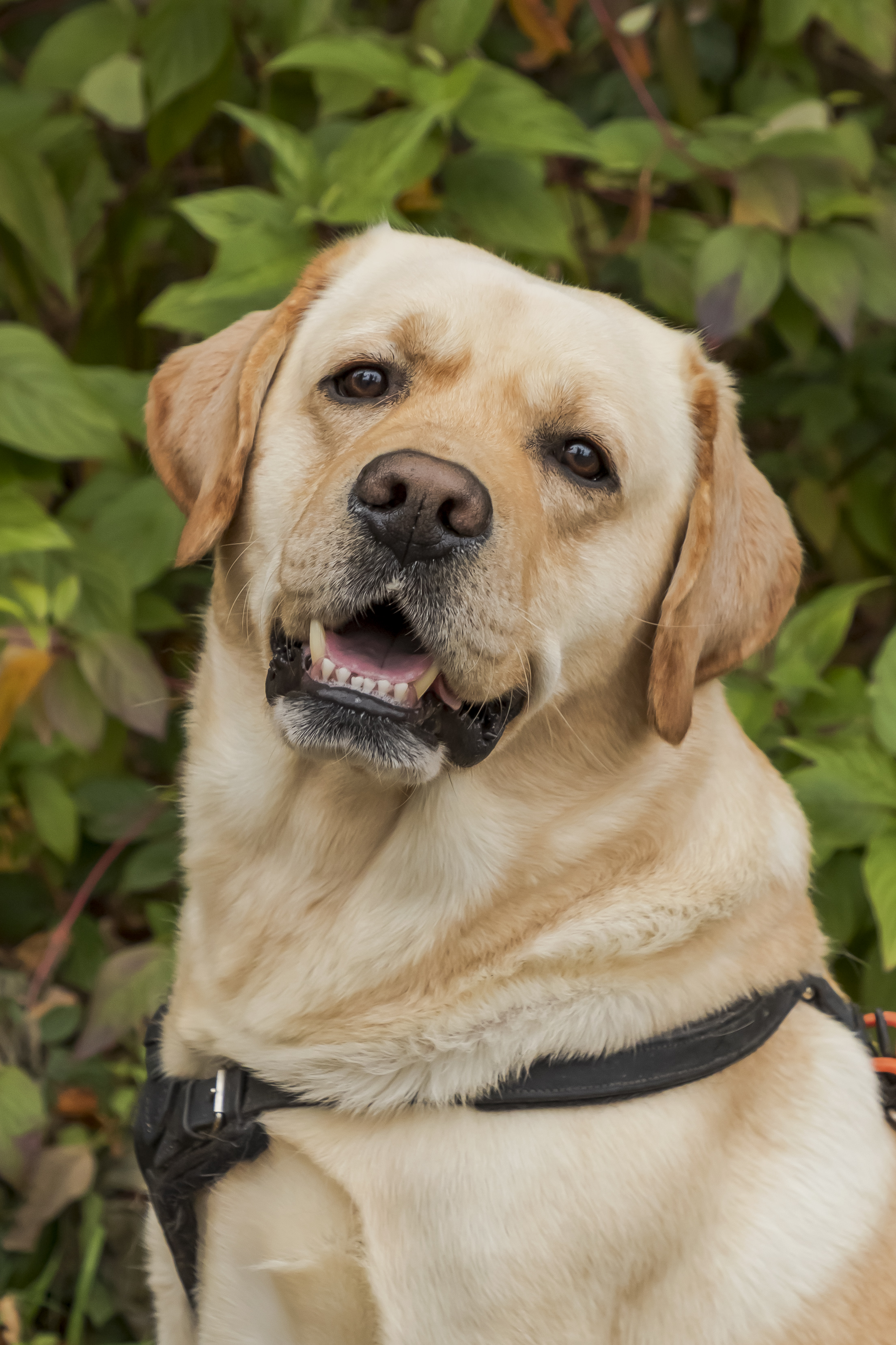 Labrador Pablo im Portrait