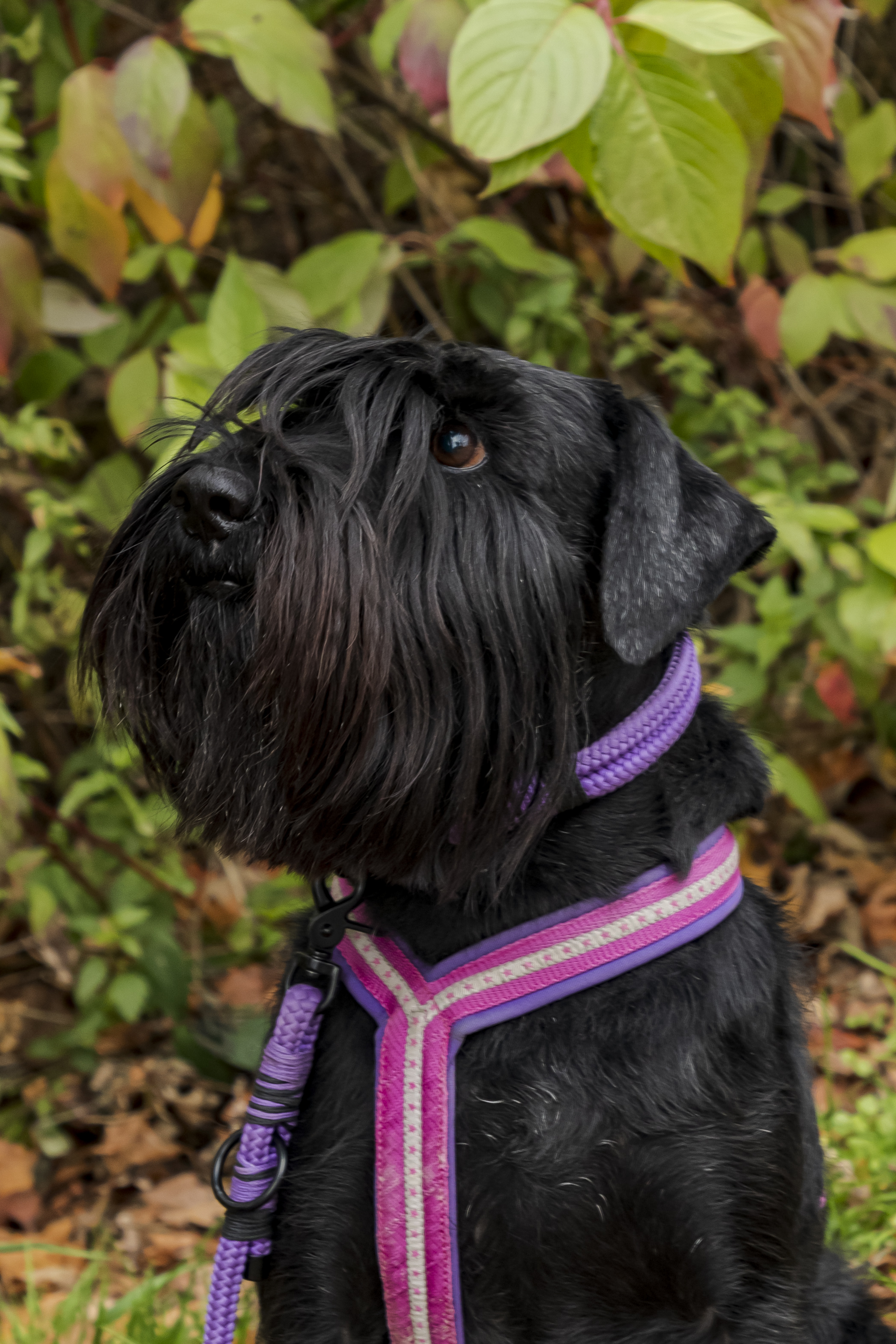 Schnauzer Hündin Lotte im Portrait