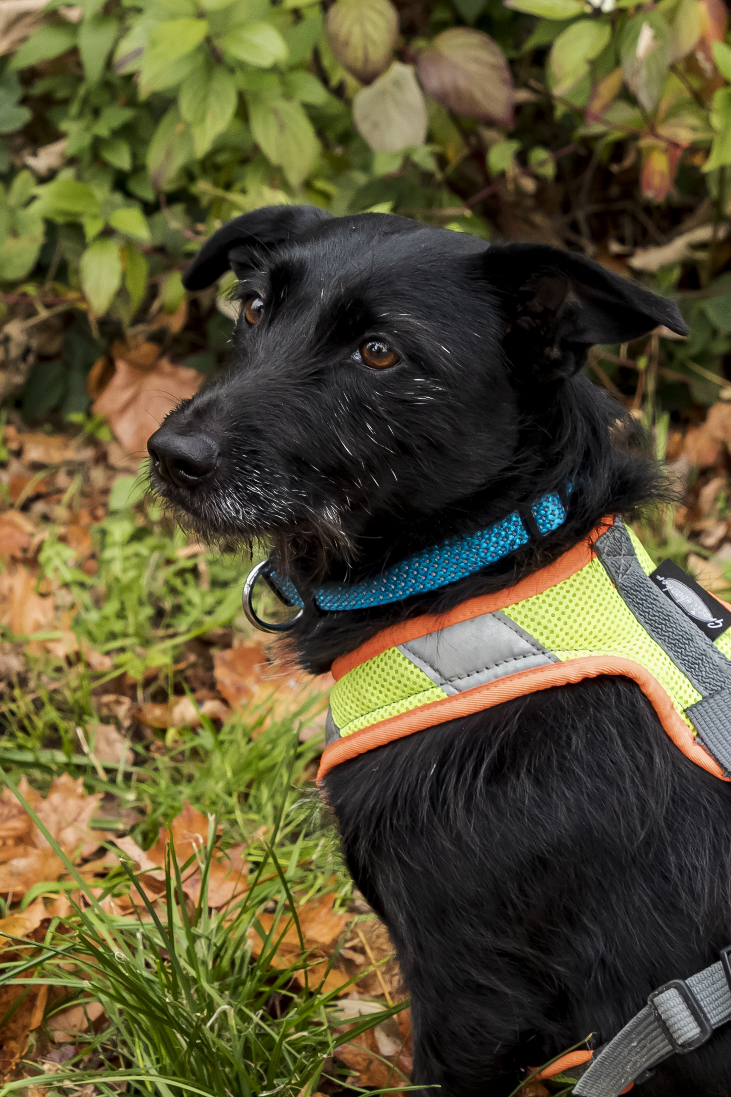 Terrier Mischling Nele im Portrait