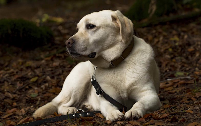 Labrador Hündin LeeLou im Portrait