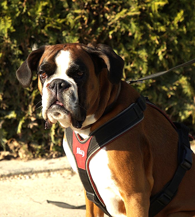 Boxer Hündin Donna im Portrait