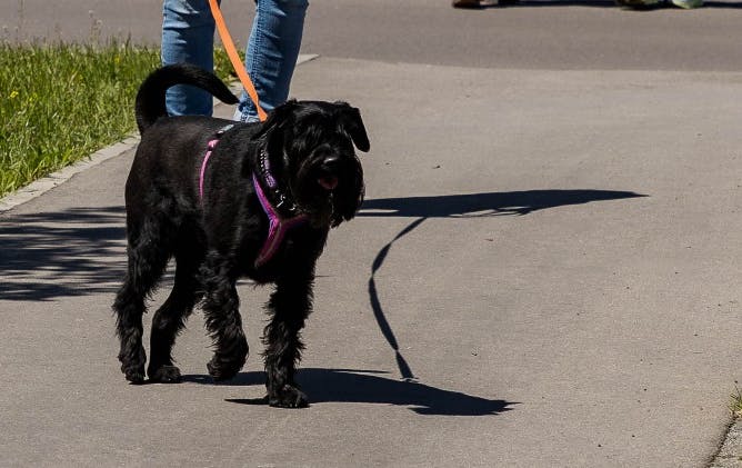Schnauzer Hündin Lotte in Aktion