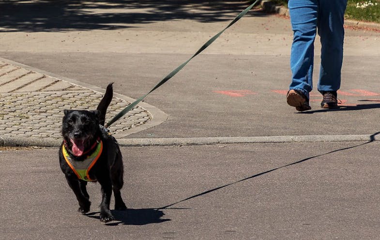 Terrier Mischling Nele in Aktion
