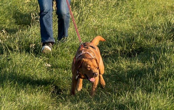 Labrador Hündin Elly in Aktion