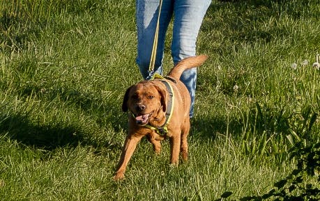 Labrador Hündin Nala in Aktion