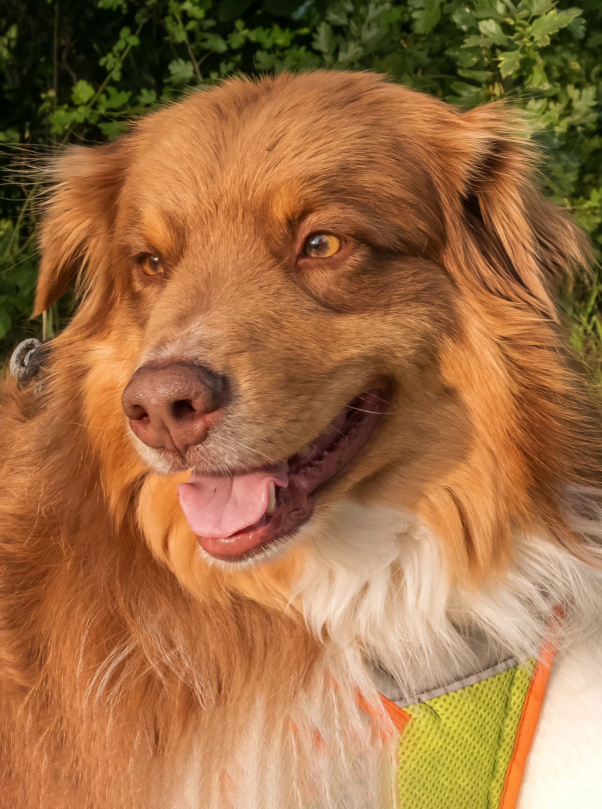 Charlie, Australian Shepherd