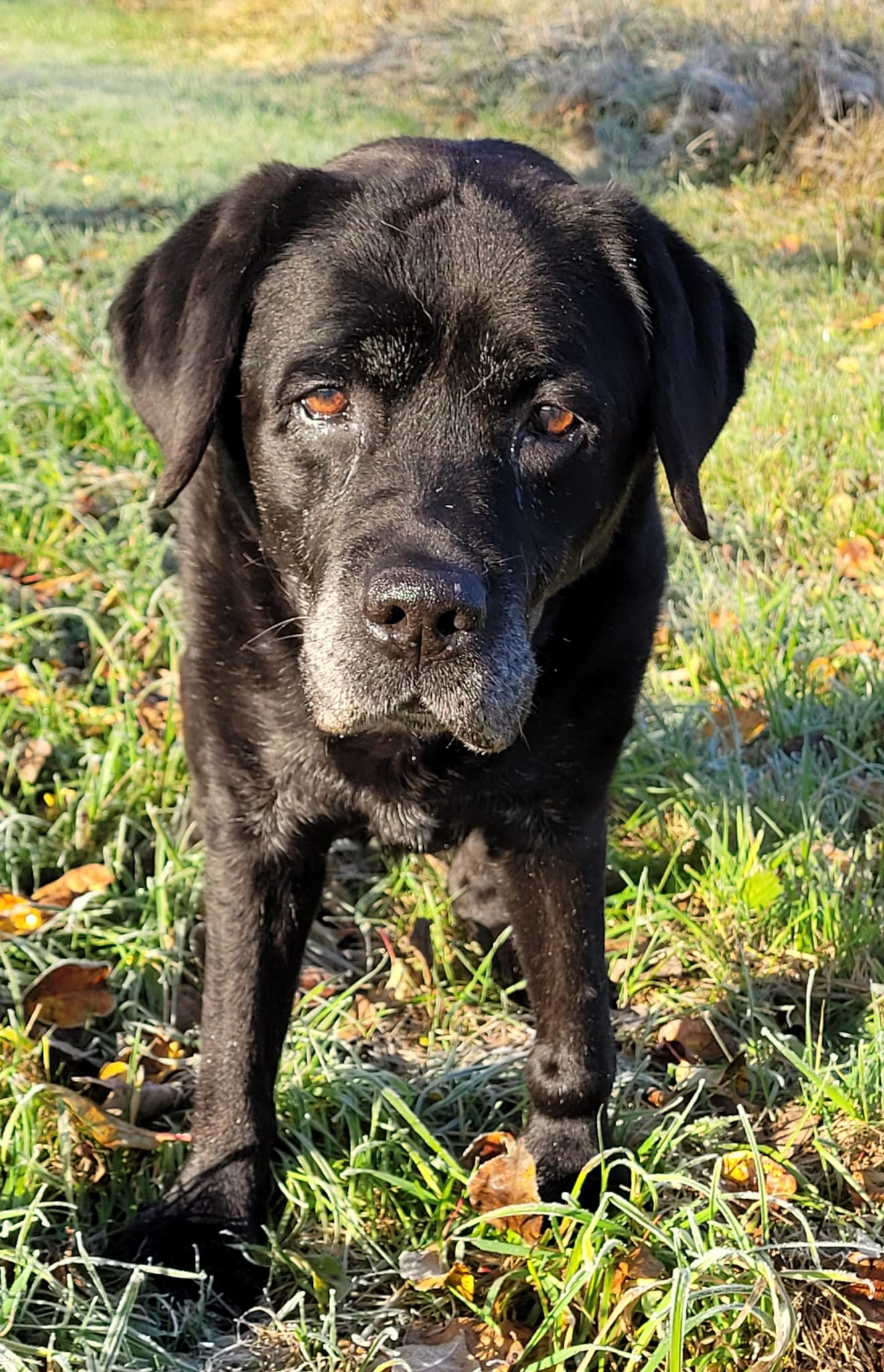 Labrador Hector im Portrait