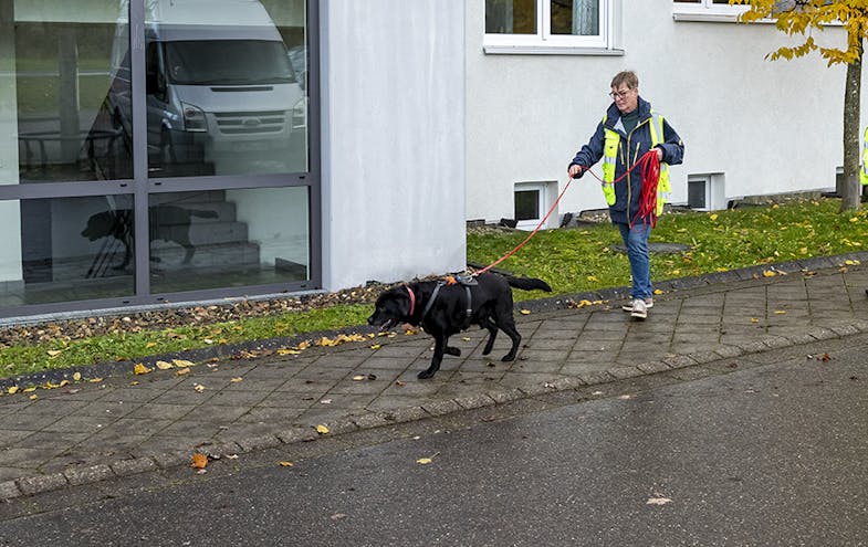 Labrador Hector in Aktion