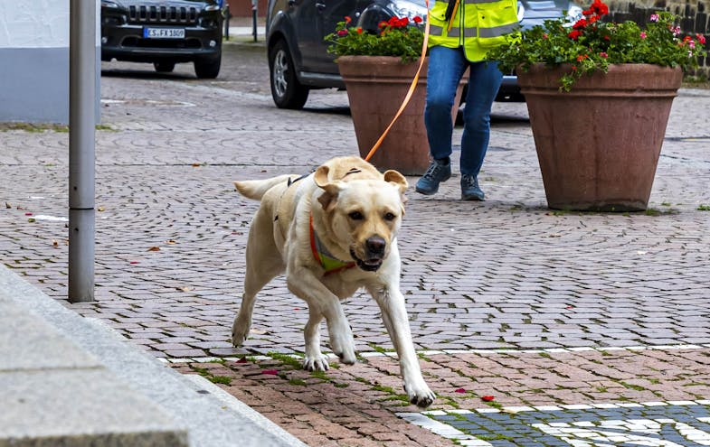 Labrador Hündin Benthe in Aktion