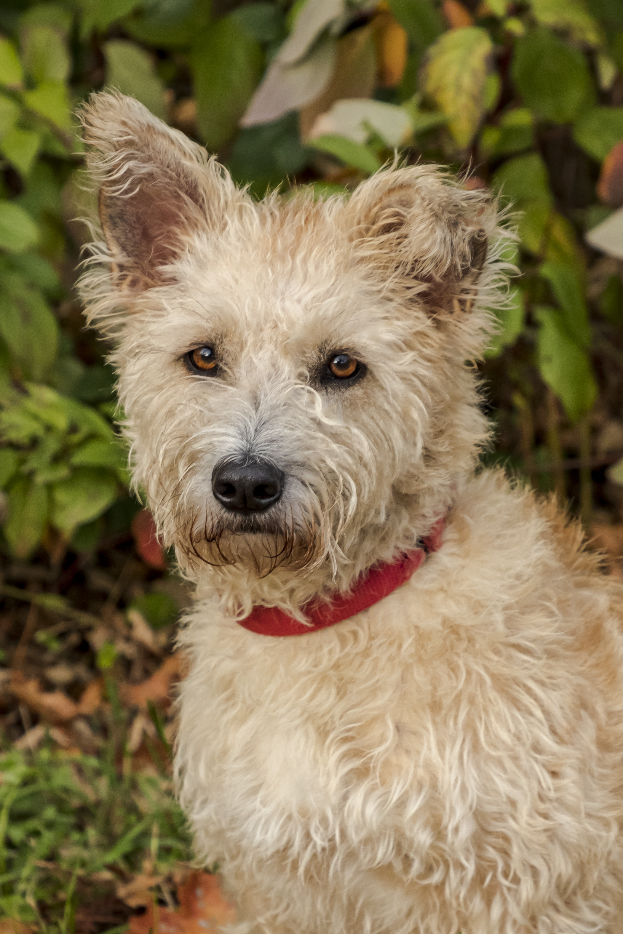 Cairn Terrier Mix Hündin Daisy im Portrait