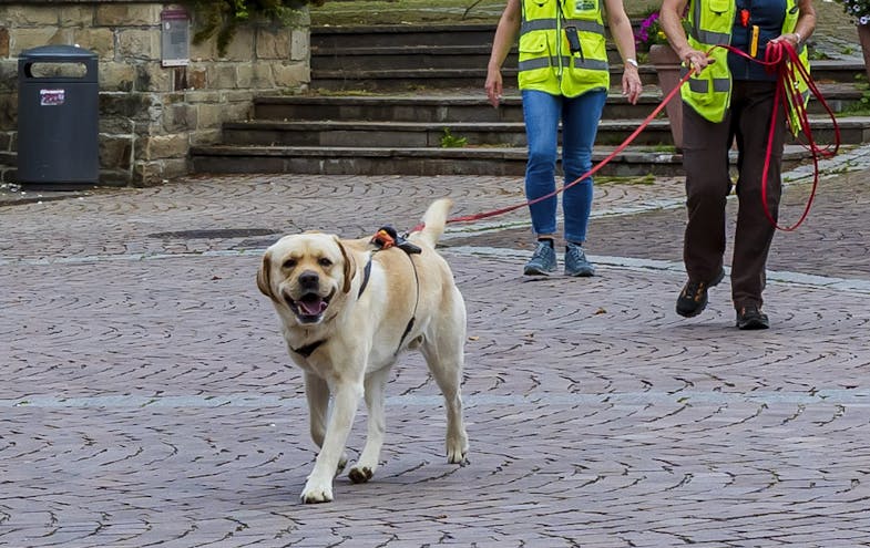 Labrador Pablo in Aktion
