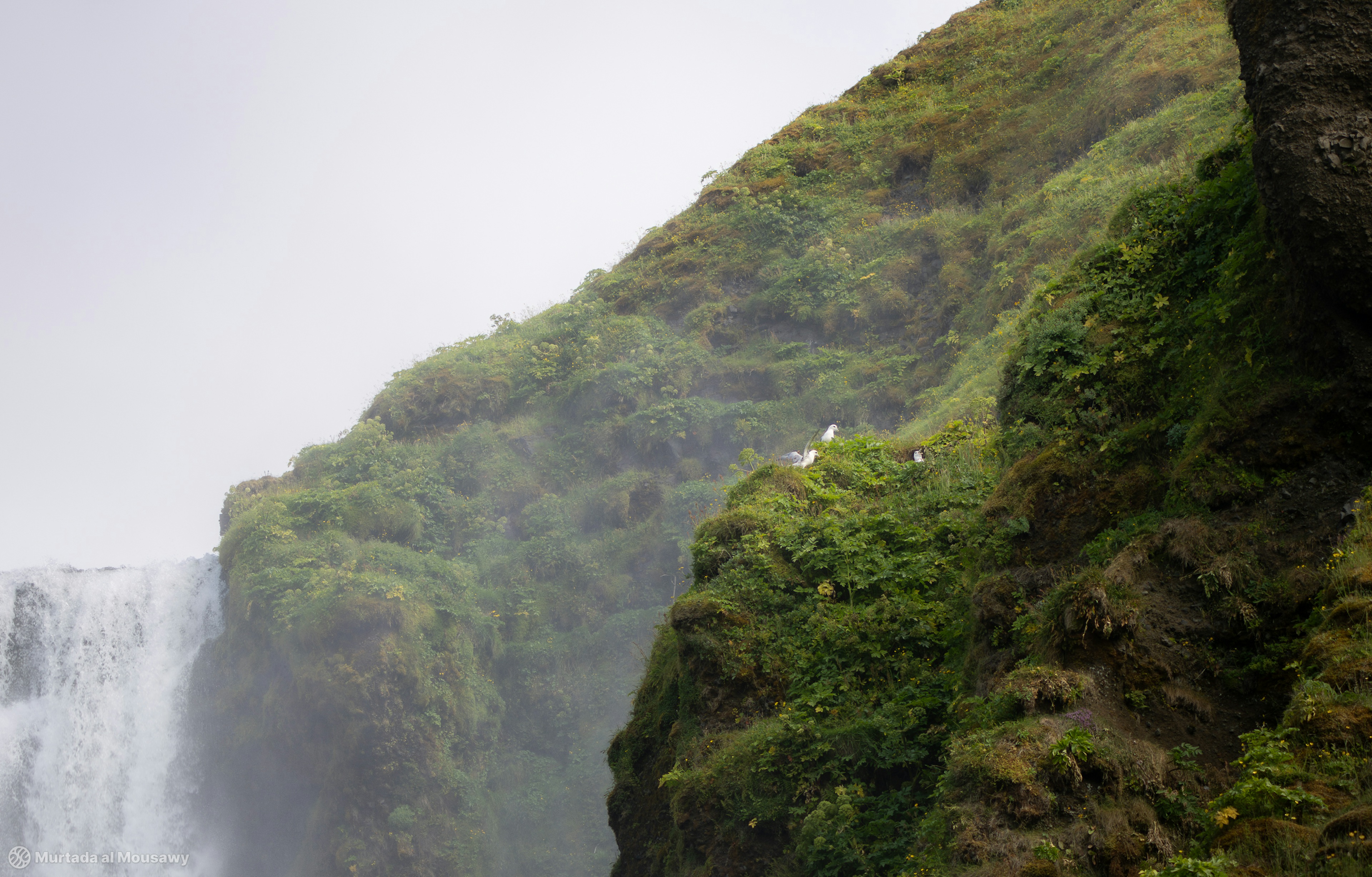 Photo of birds nesting in green vegetation next to a waterfall, high up on a cliff.