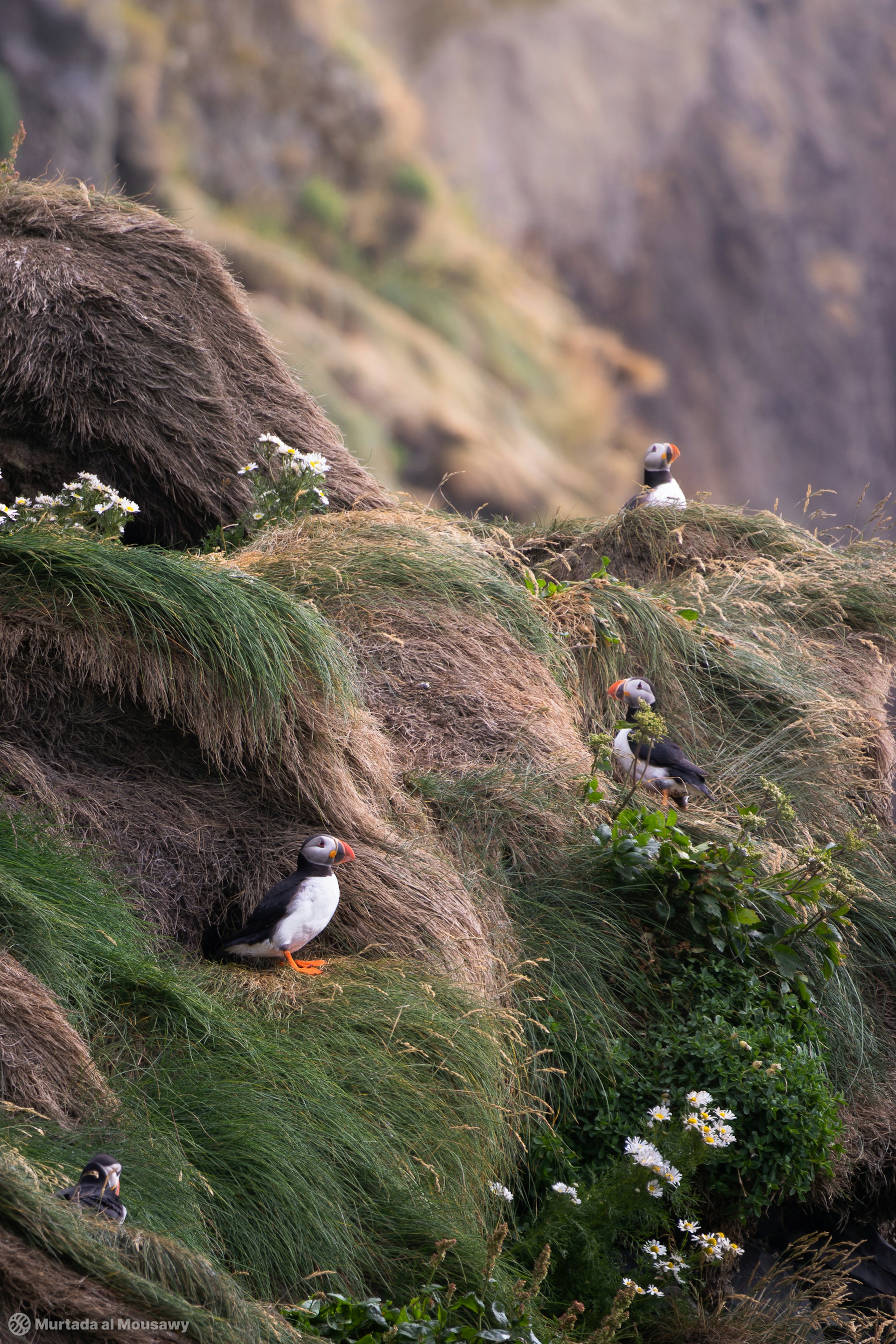 Photo of puffins sitting on a grassy cliff.