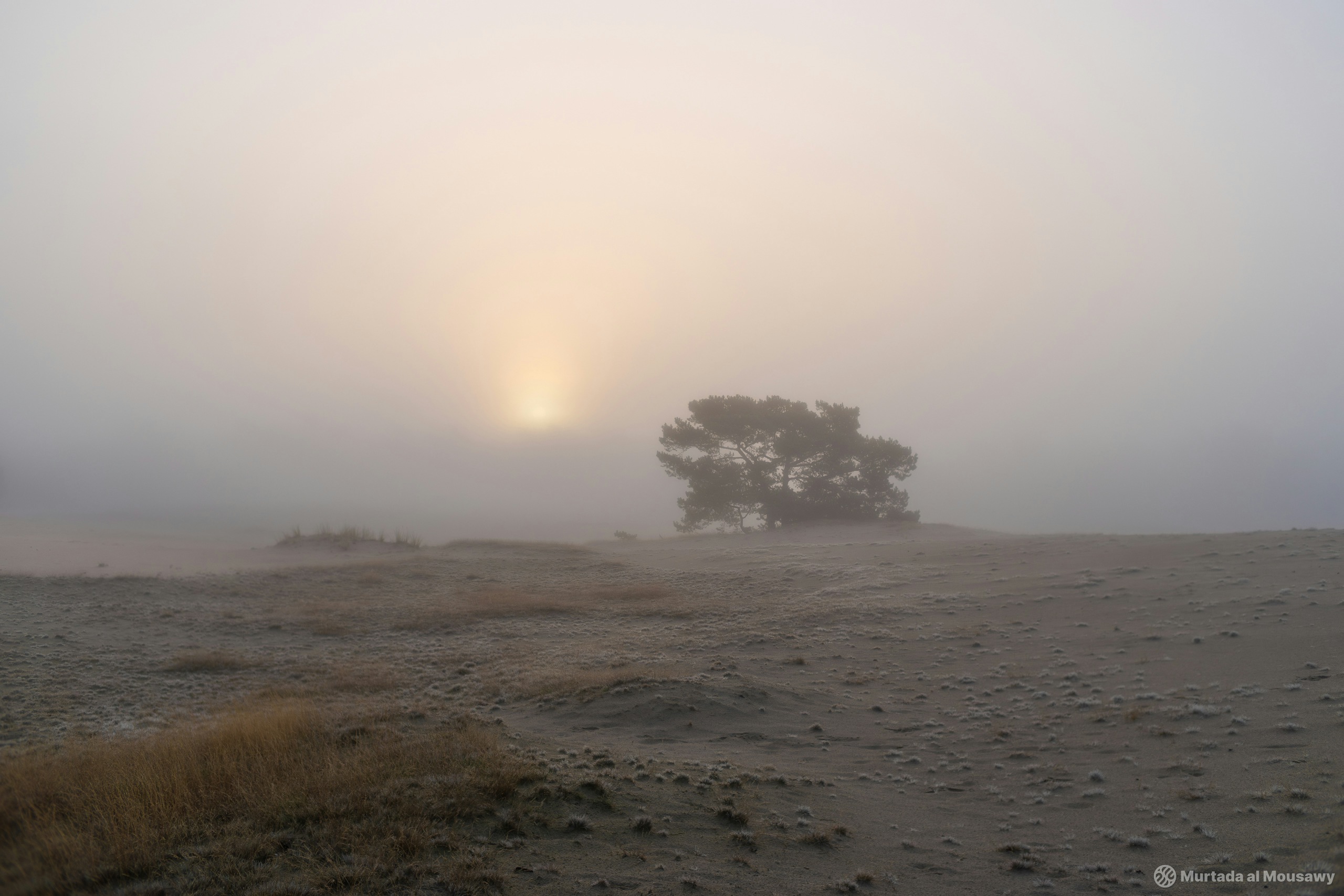 A lone tree emerges from the fog in a serene desert, creating a tranquil and ethereal atmosphere.