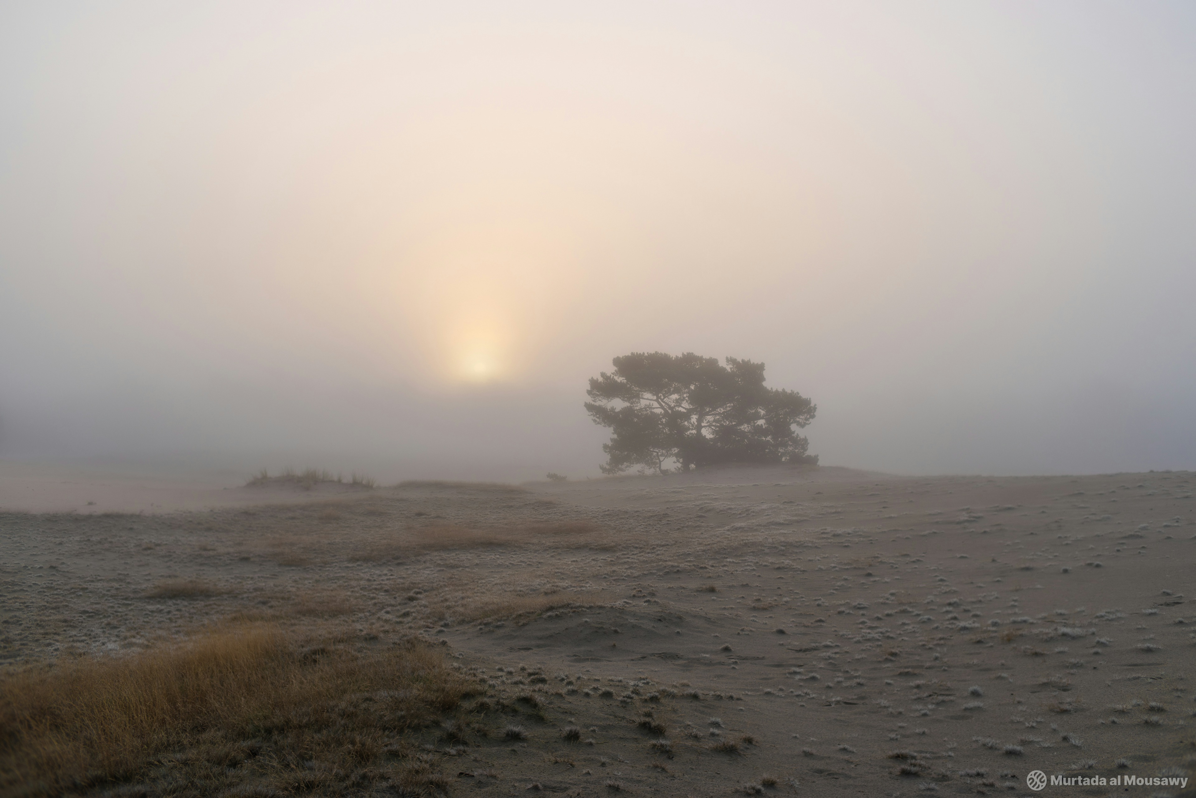 A lone tree emerges from the fog in a serene desert, creating a tranquil and ethereal atmosphere.