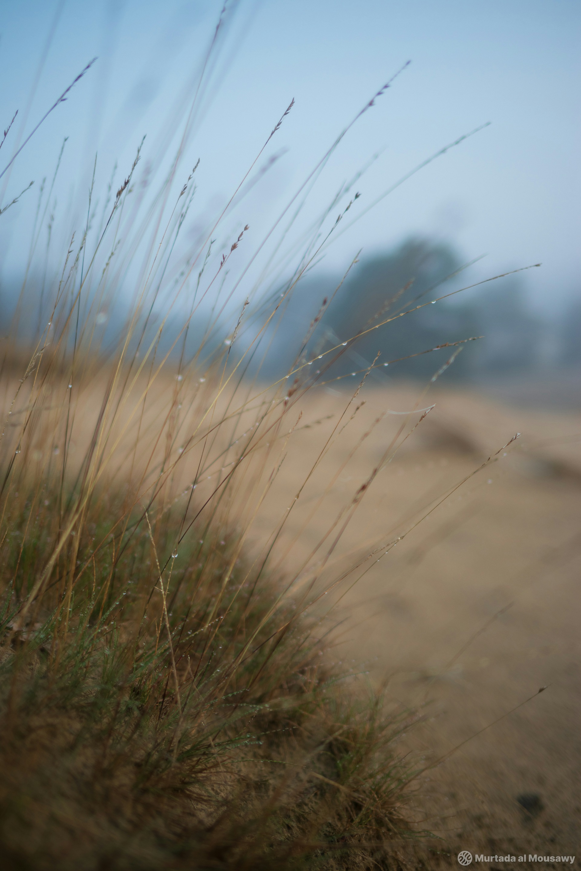 A close-up perspective of a grassy meadow highlighting dew drops stuck to the blades of grass.