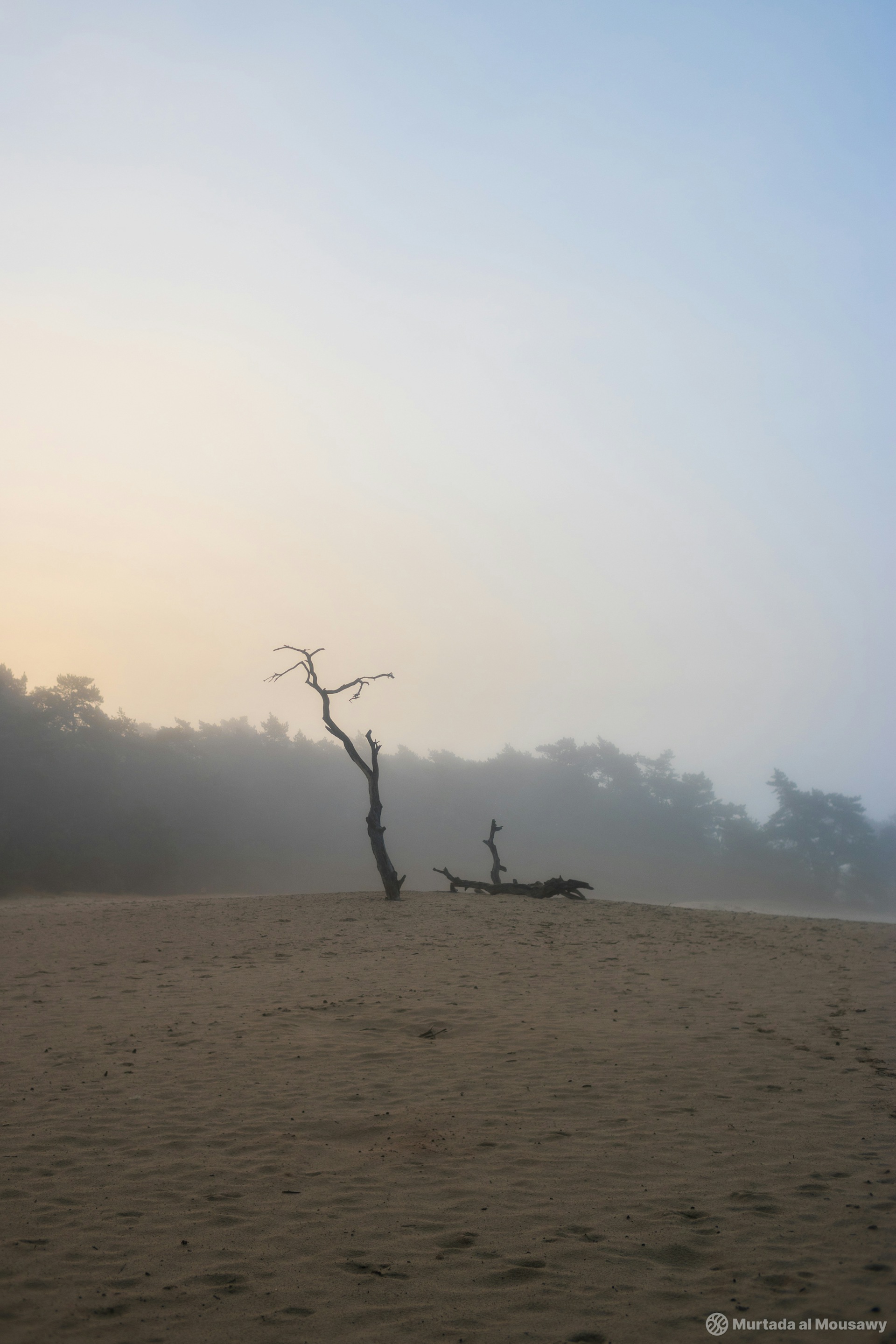 A dead tree stands alone on a foggy beach at sunrise, surrounded by sandy dunes and a forest in the background.