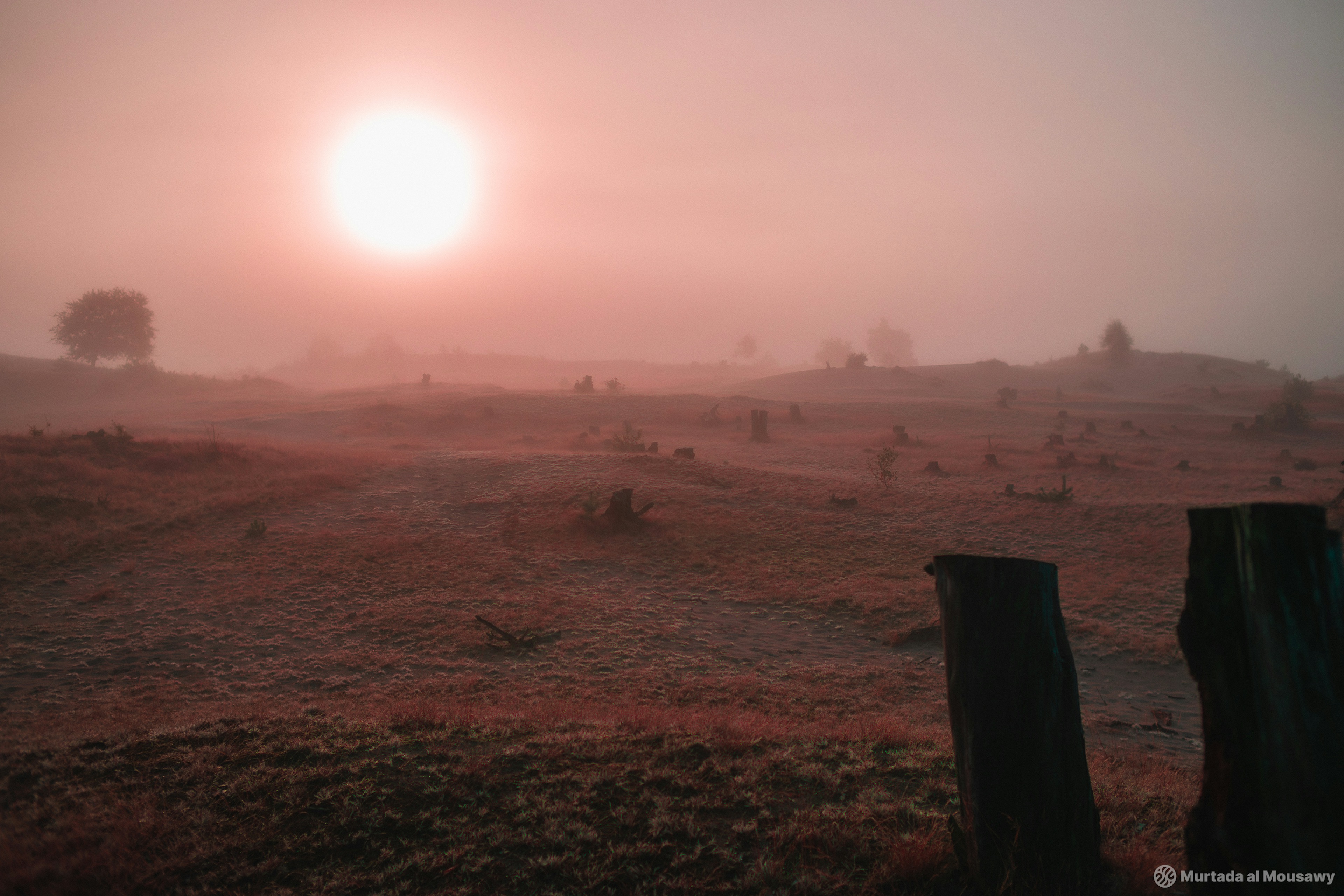 An eerie red sunrise over a foggy field, showcasing tree stumps and layered hills in a haunting post-apocalyptic landscape.