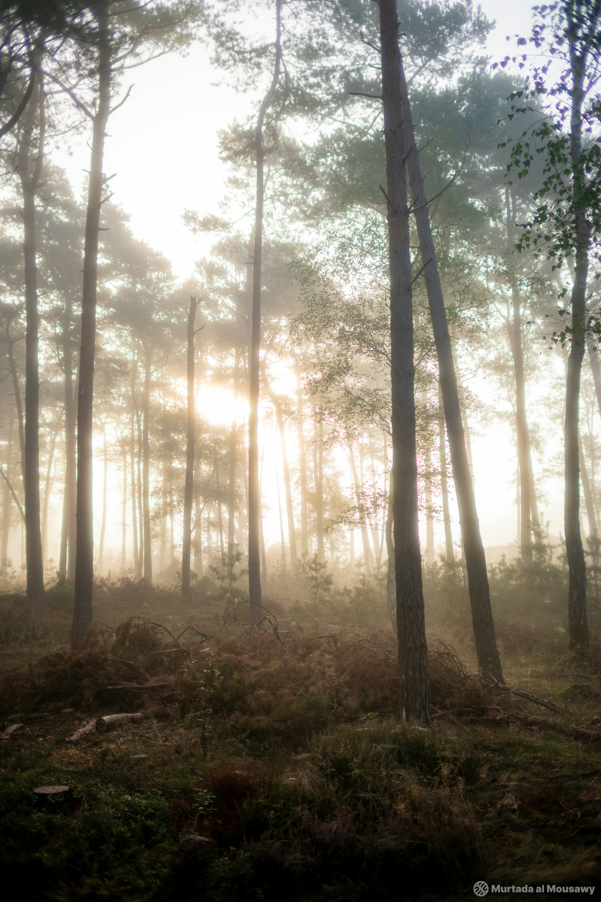 A foggy forest at sunrise, with soft light illuminating trees and grass, creating a serene and mystical atmosphere.