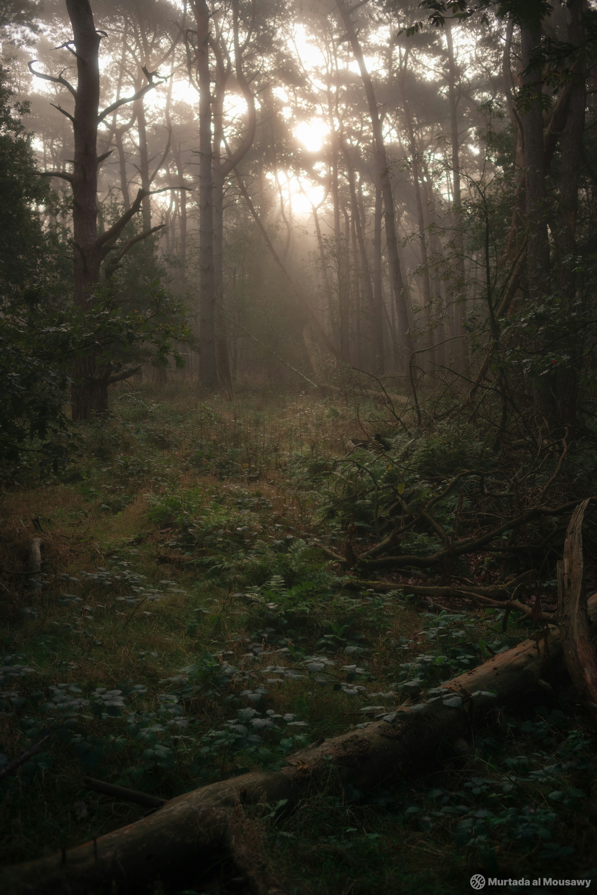 Rays of sunlight break through the foggy trees, illuminating the tranquil beauty of the forest.