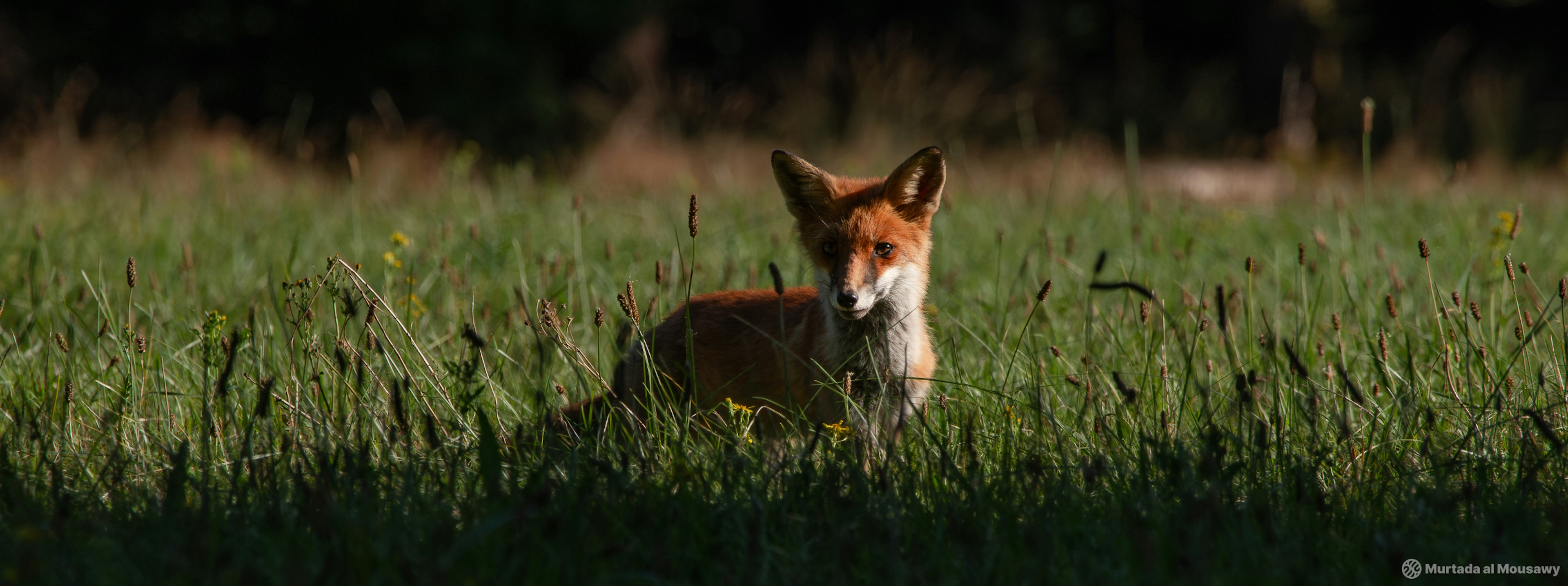 A vibrant fox stands alert in a field of lush grass, showcasing its beautiful orange fur against the greenery.