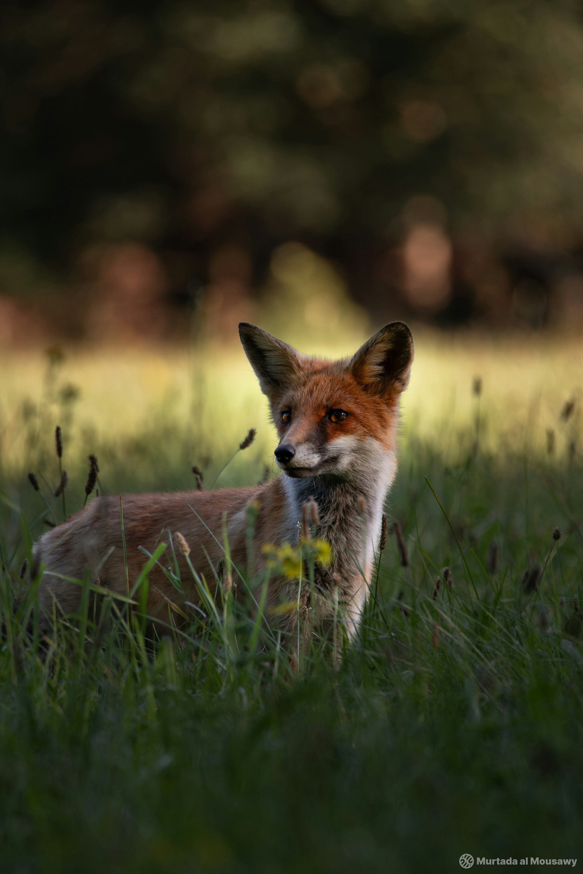 A playful fox hides among the grass, its bright orange coat contrasting with the greenery around it.