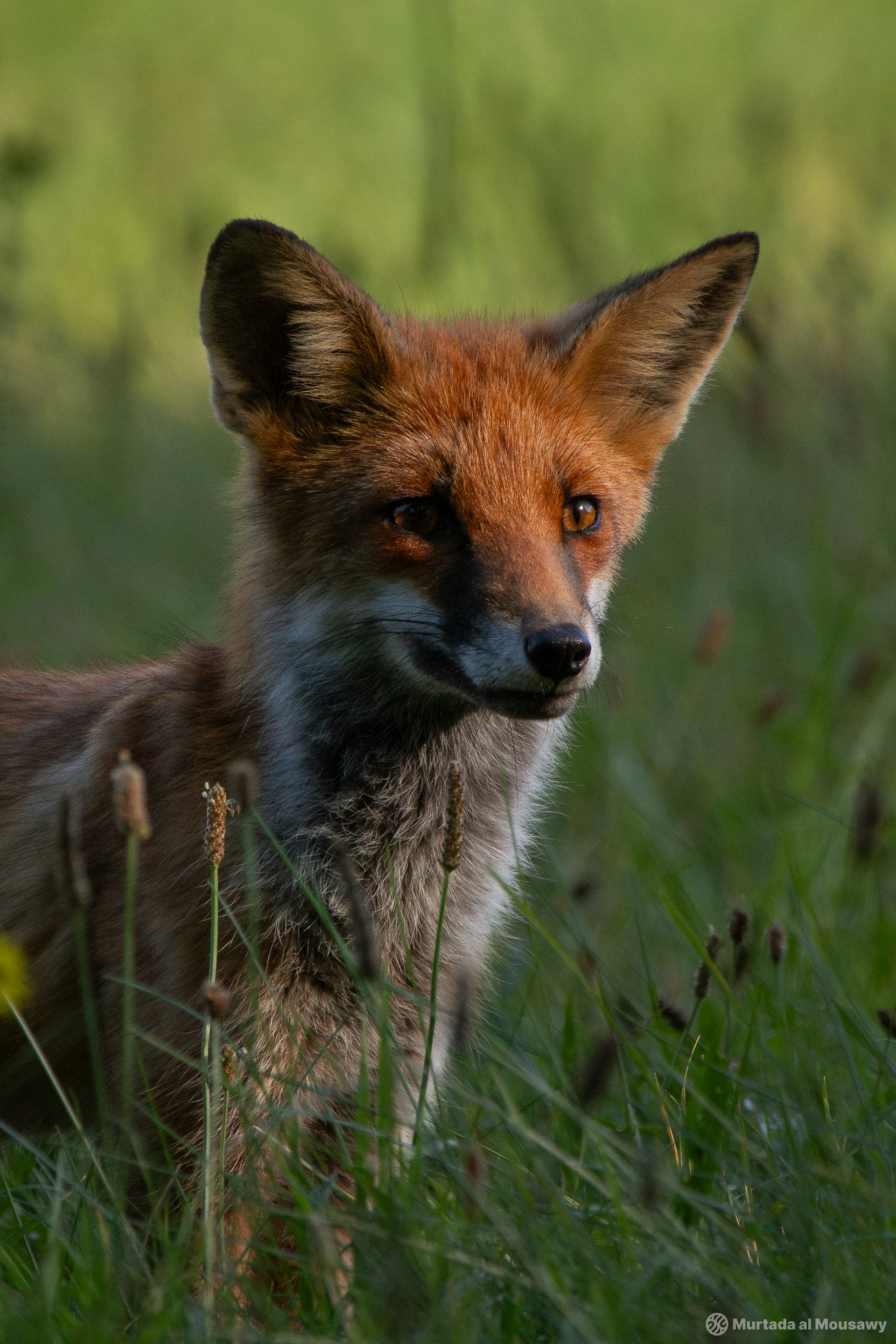 A curious fox peeks through the tall green grass, blending into its natural surroundings.