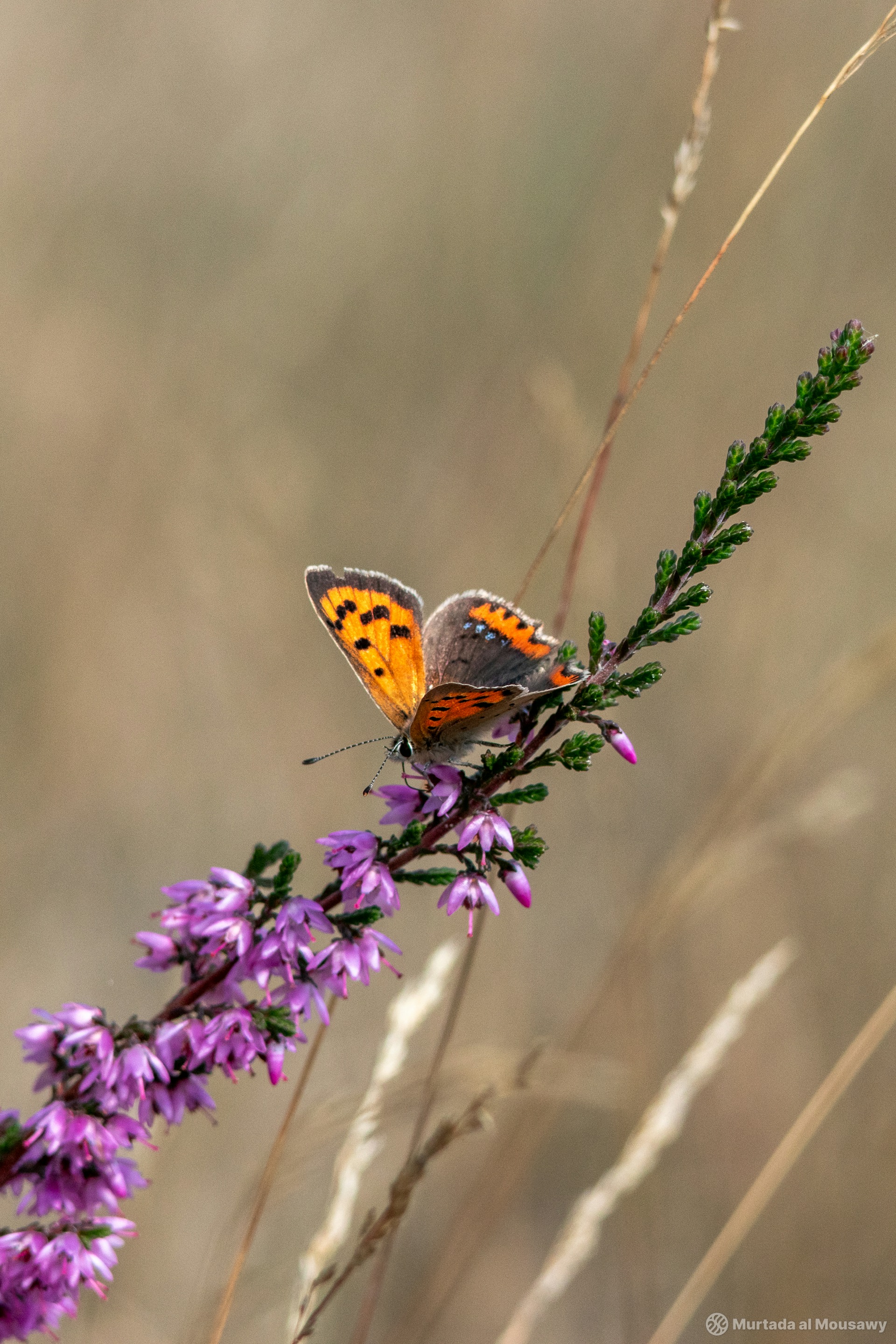 A small orange butterfly perched delicately on a vibrant purple flower.