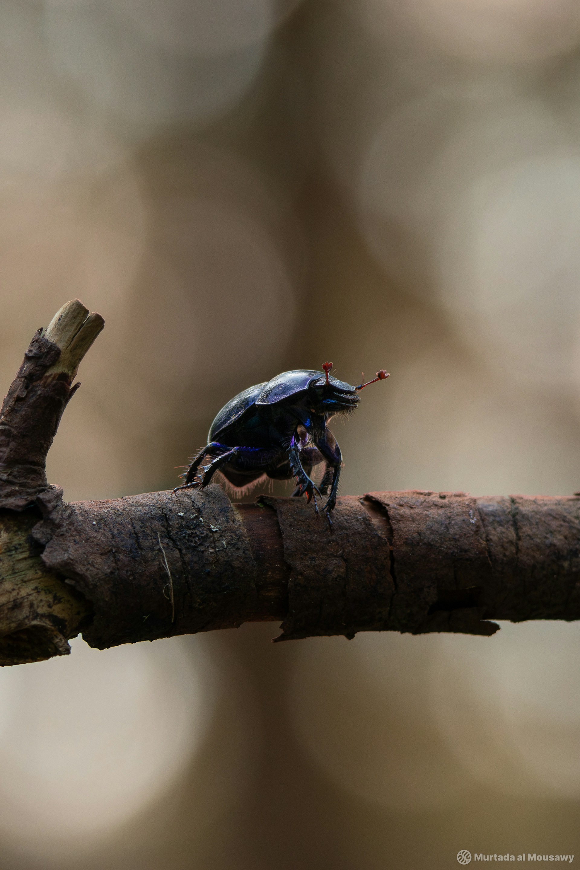 A beetle perched on a branch, showcasing its shiny shell and intricate details against a natural backdrop.