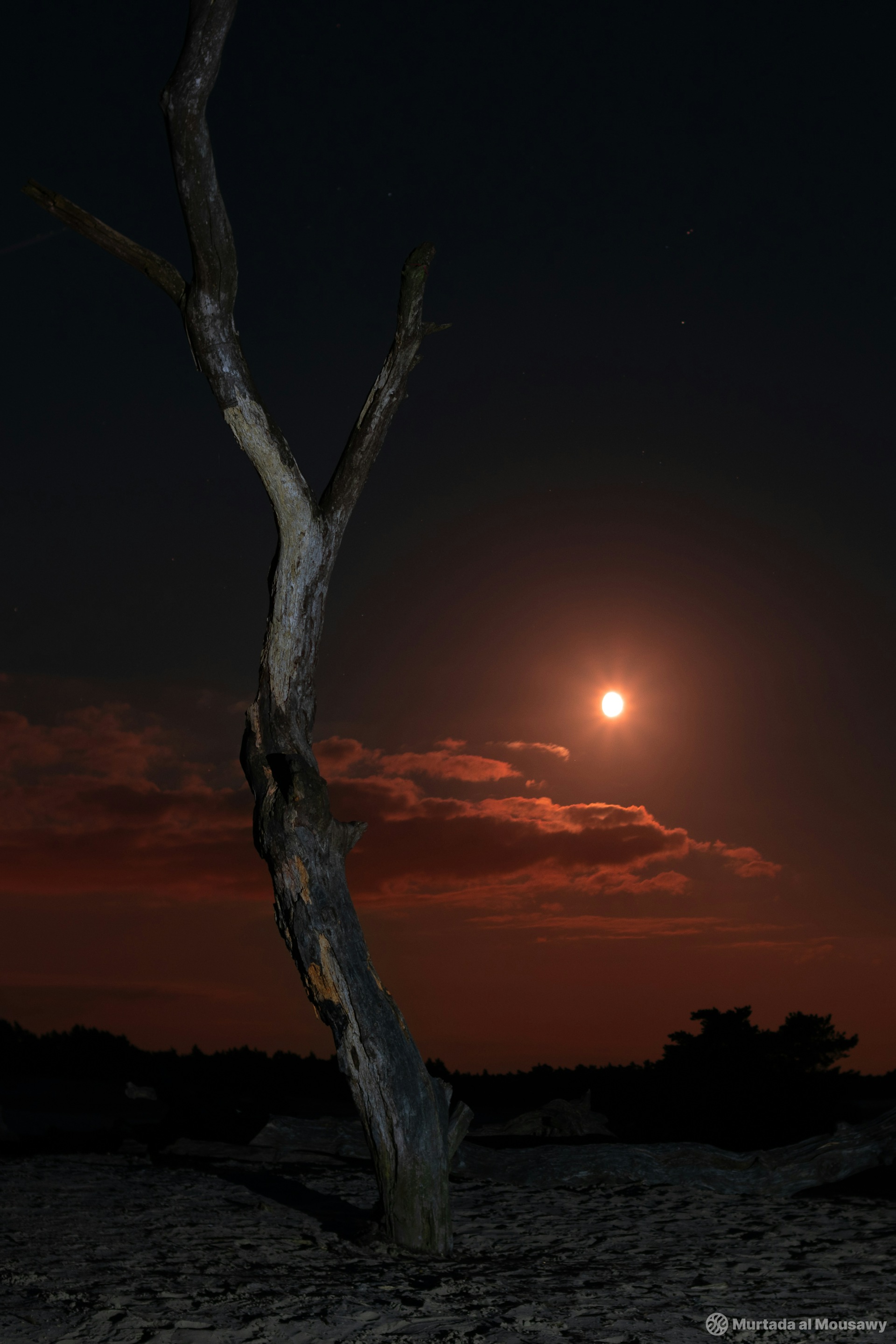 A lifeless tree stands on the dunes under the night sky, silhouetted against the red moonlight.