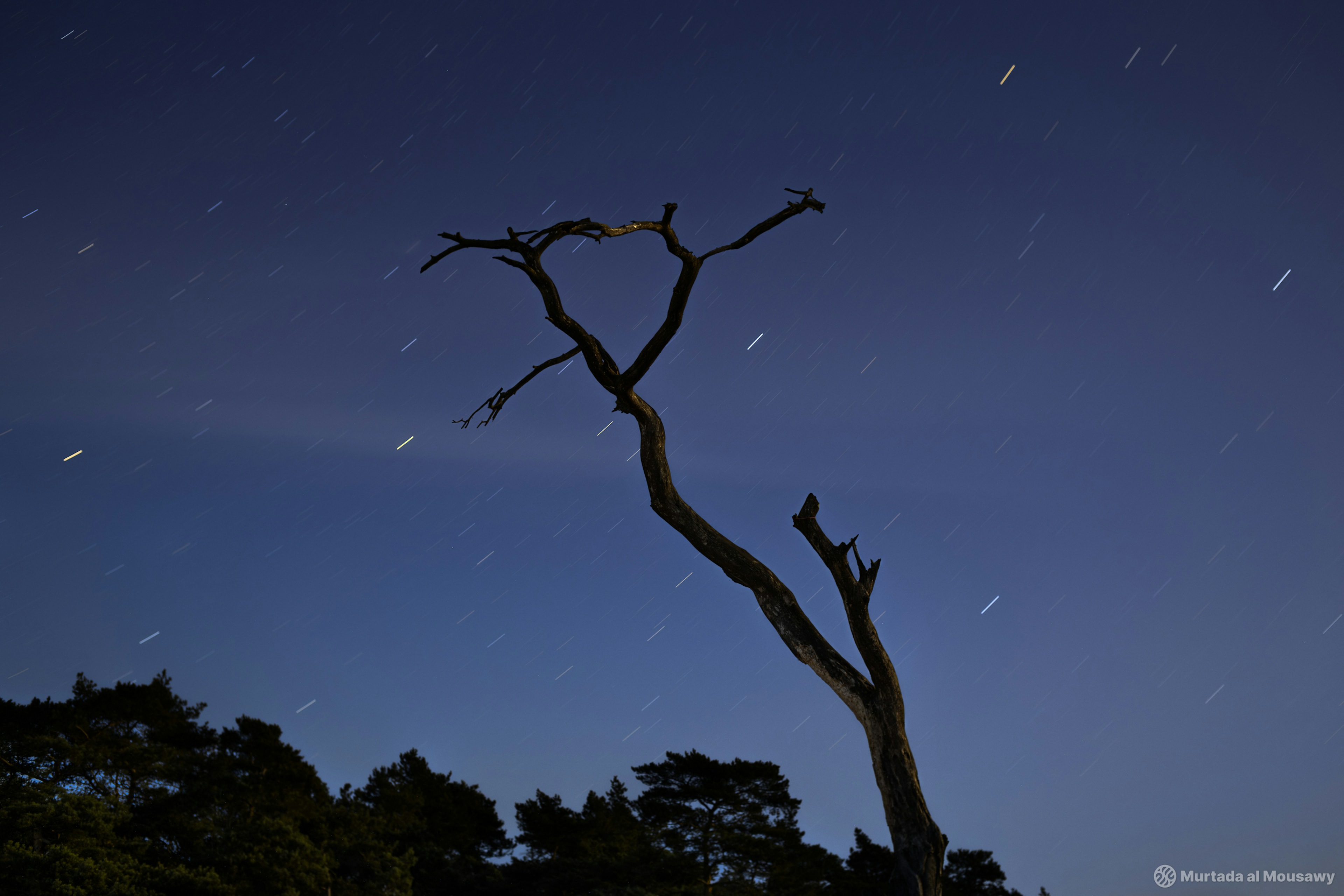 A dead tree stands under a starry sky, with a trail of stars behind it.