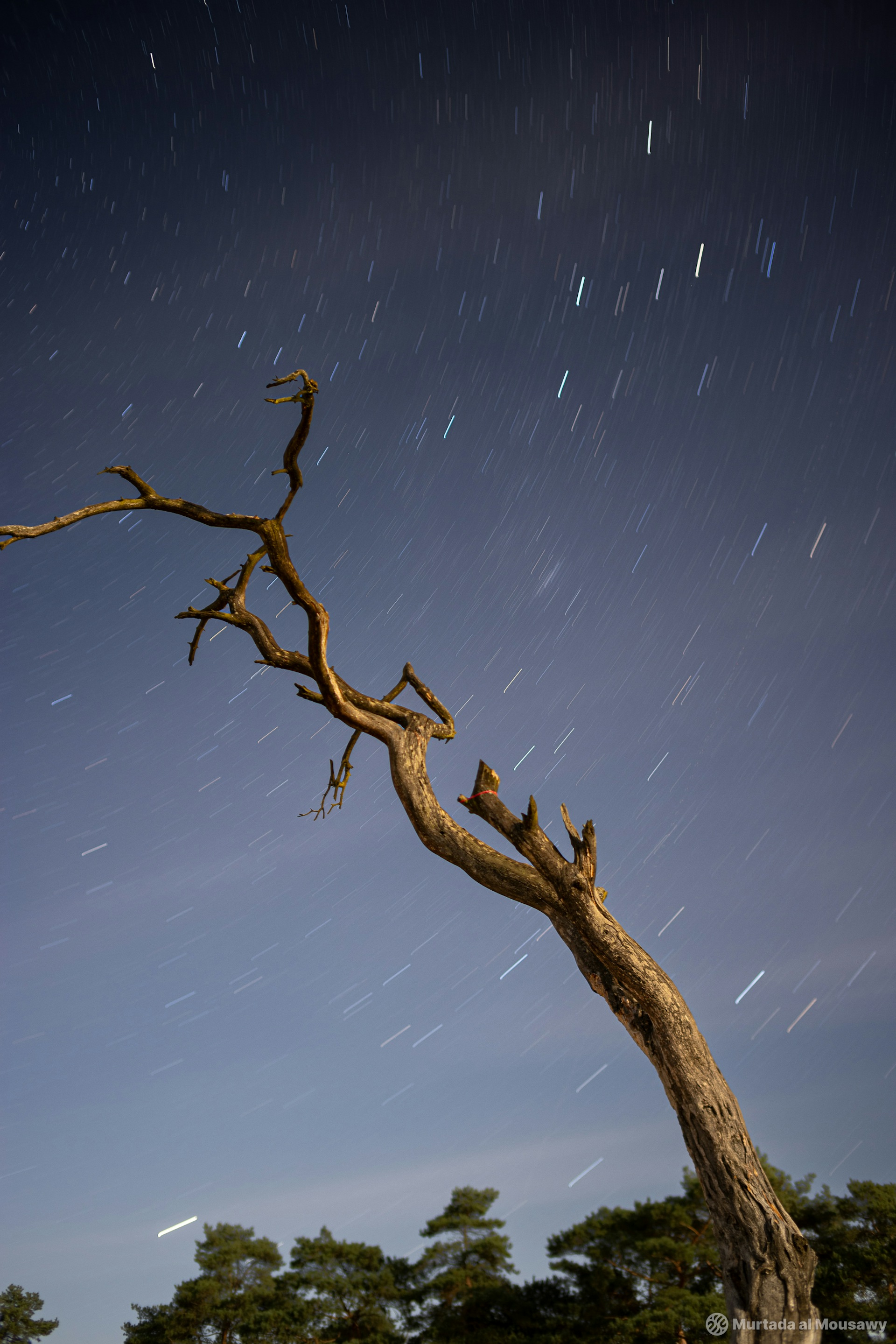 A solitary tree featuring a dead branch, set beneath a sparkling star-filled sky.