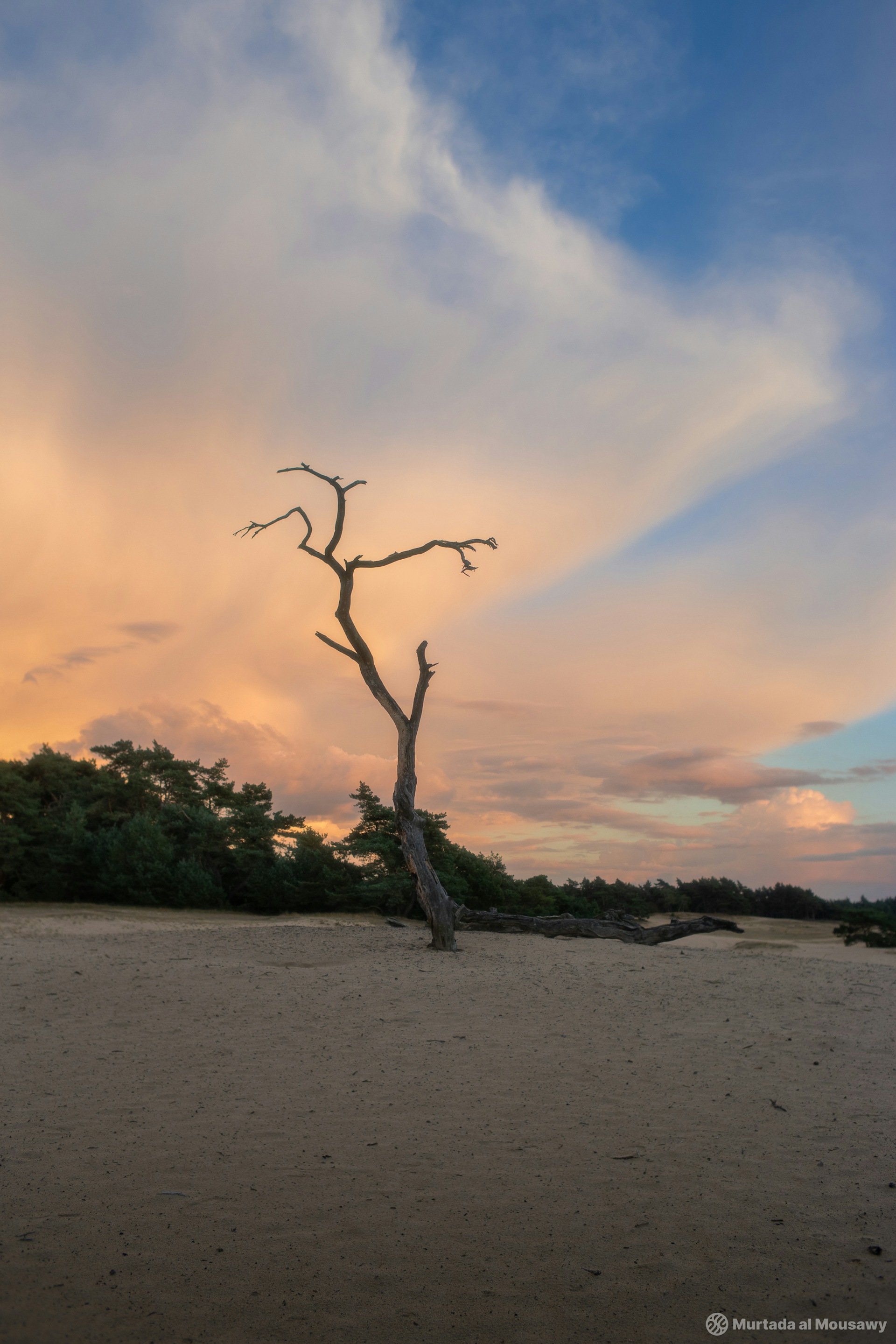 This is a photo of a dead, bare tree standing in a sandy area with a large, colorful sky behind it. The sky is mostly pink and blue with swirls of white clouds. Other trees are visible in the distance, also silhouetted against the dramatic sky.