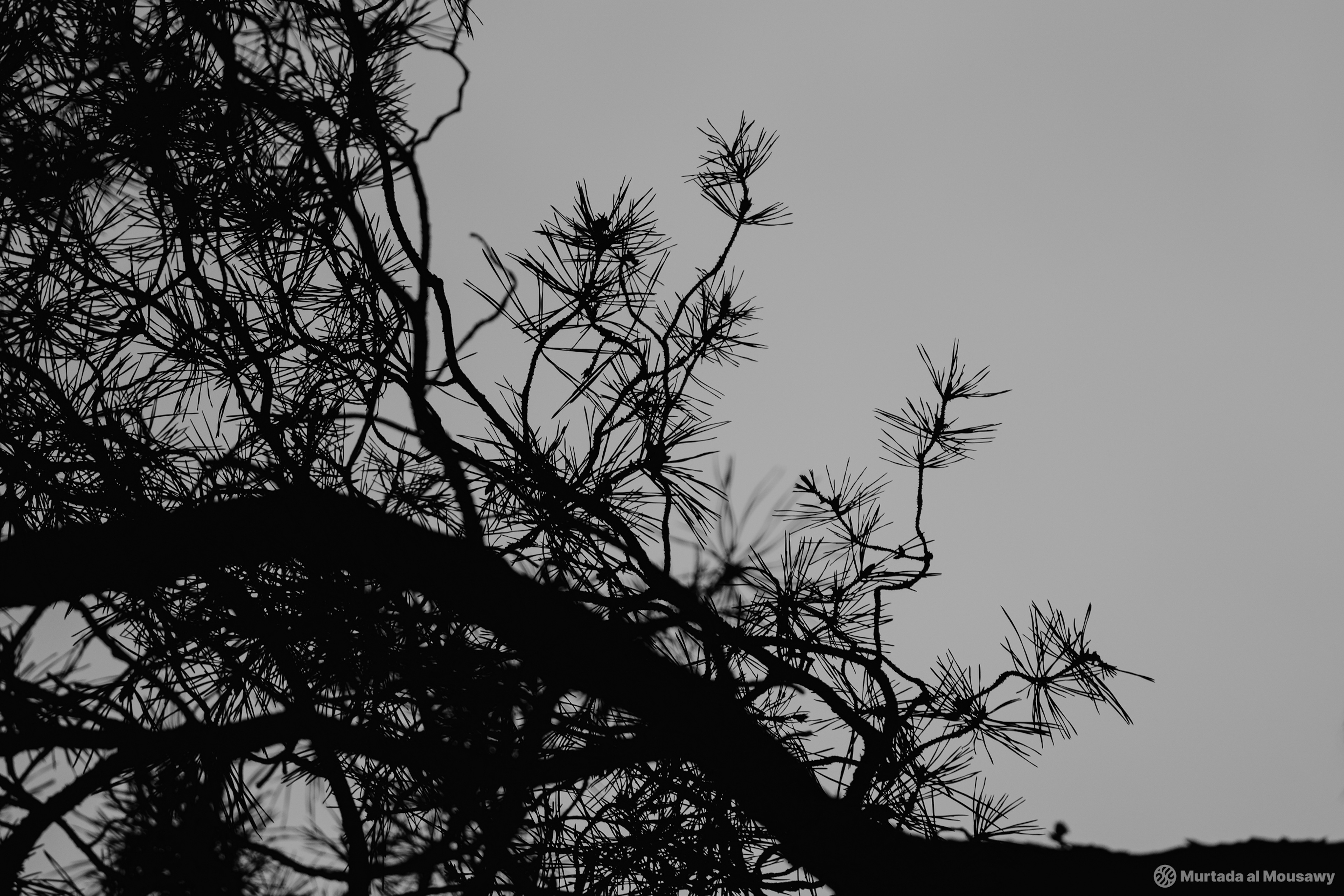 A black and white photo of the silhouette of a pine tree against a cloudy sky.