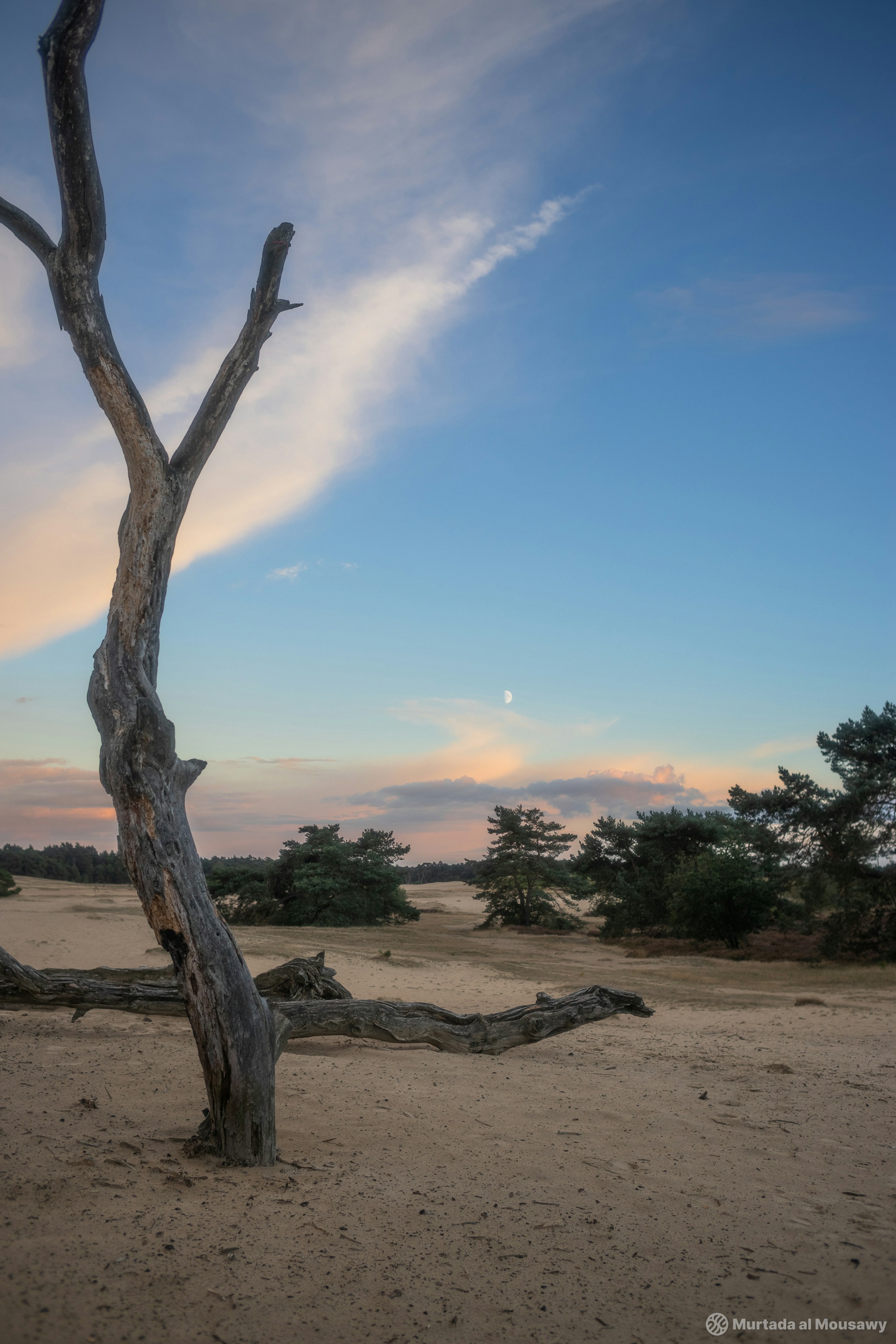 A dry tree stands in a sandy landscape under a blue sky with clouds and a visible moon. Trees are in the background.